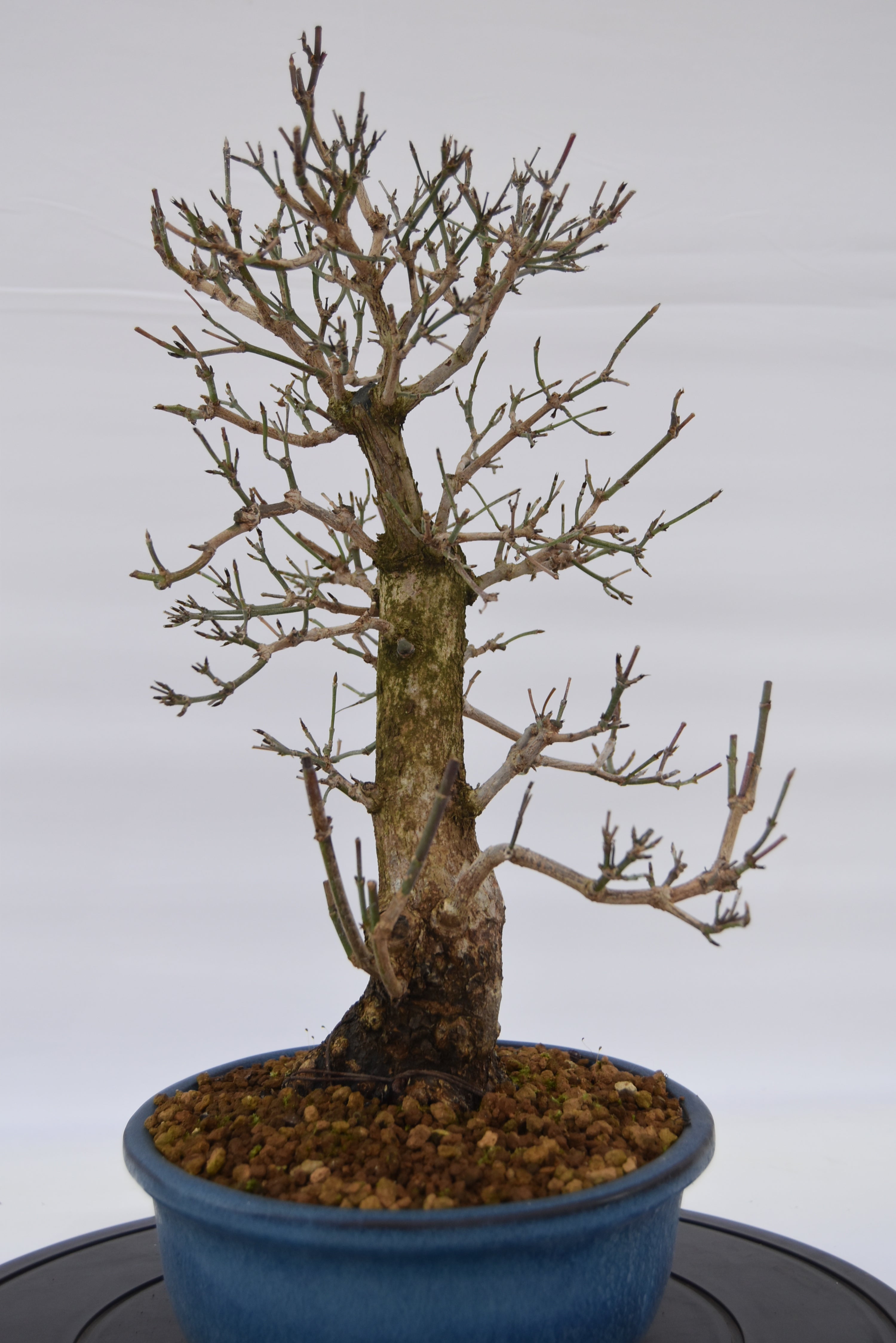 Corniolo € 450 | La Gemma del bonsai