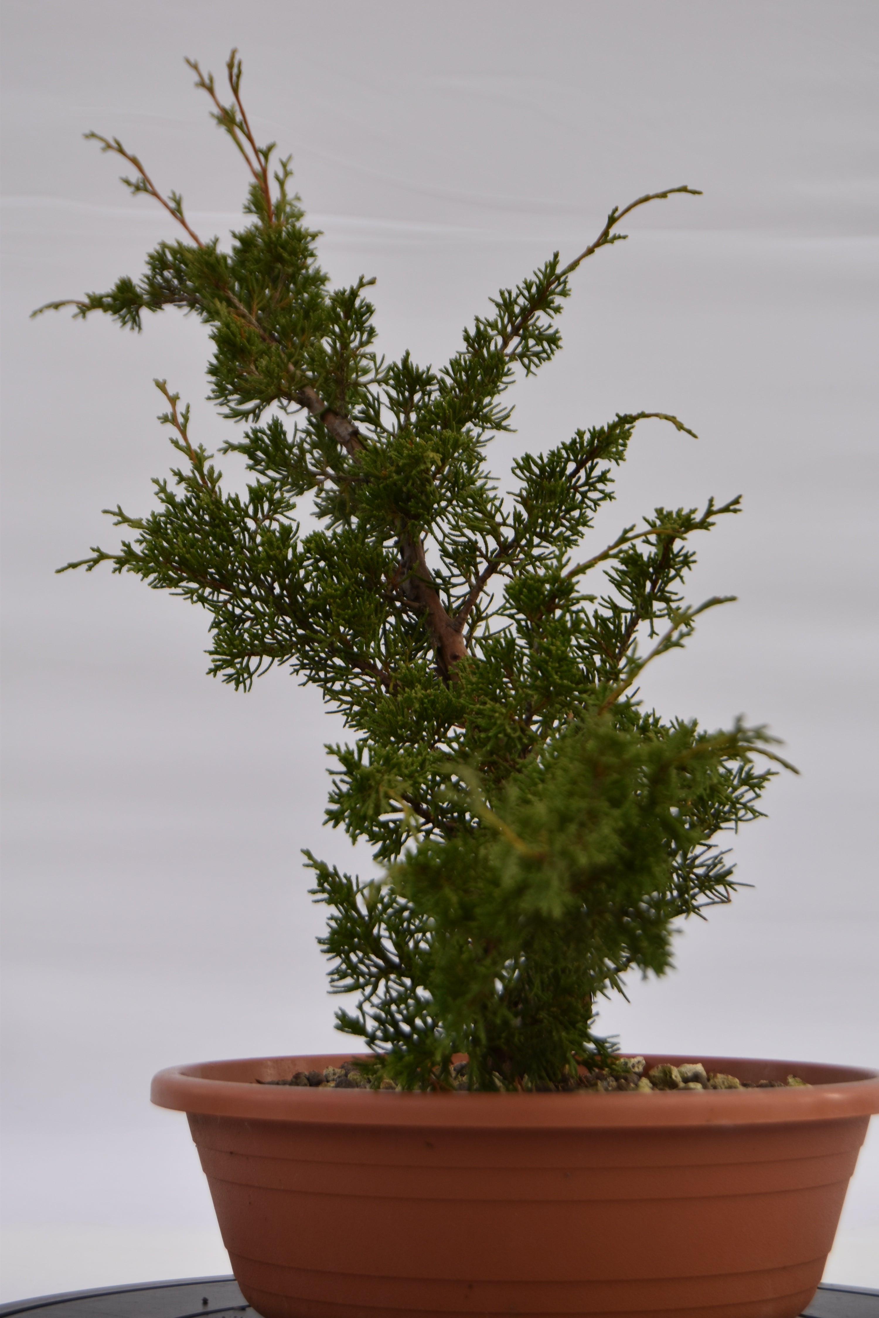 Ginepro Itoigawa € 50 | La Gemma del bonsai