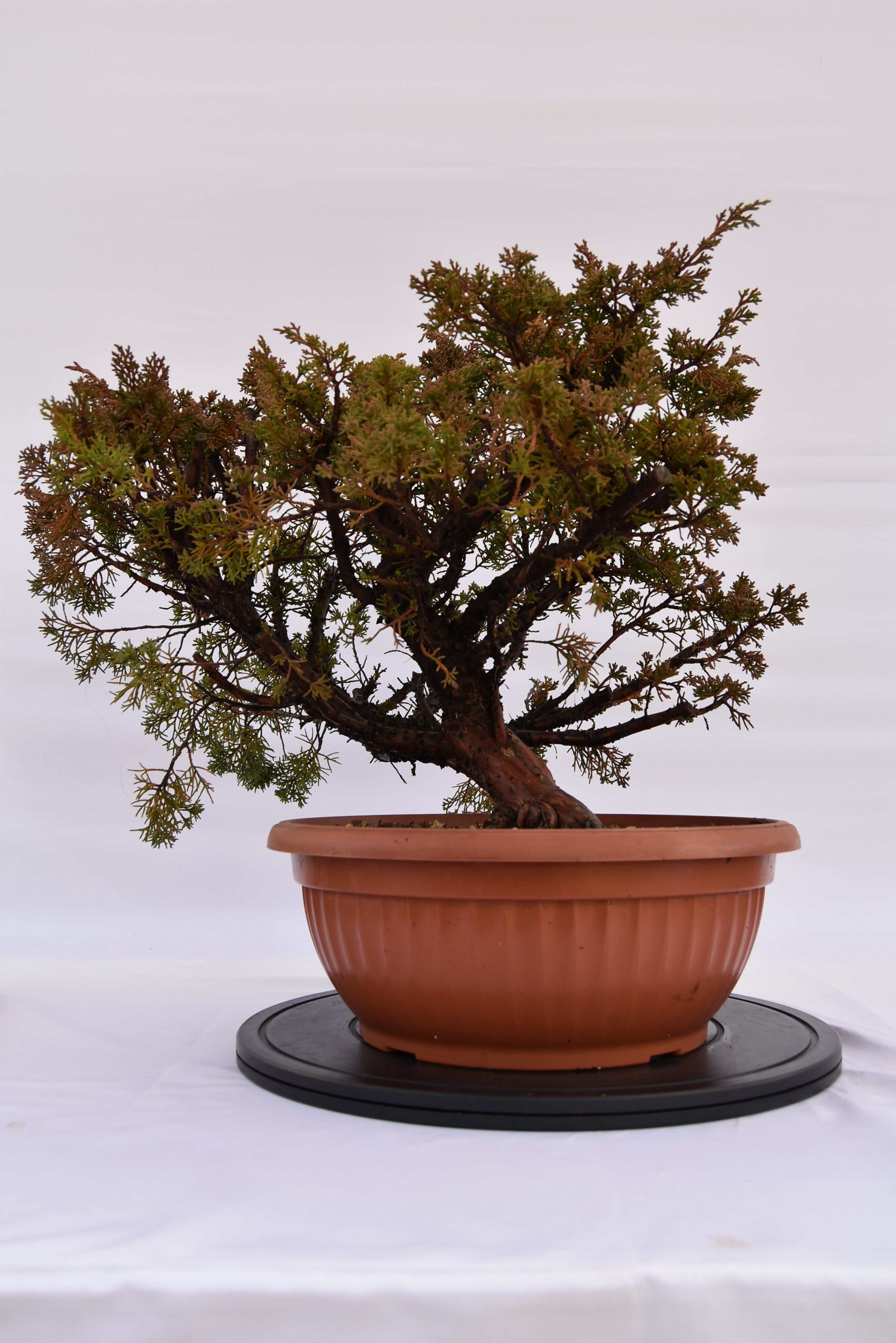 Ginepro Kishu € 380 | La Gemma del bonsai