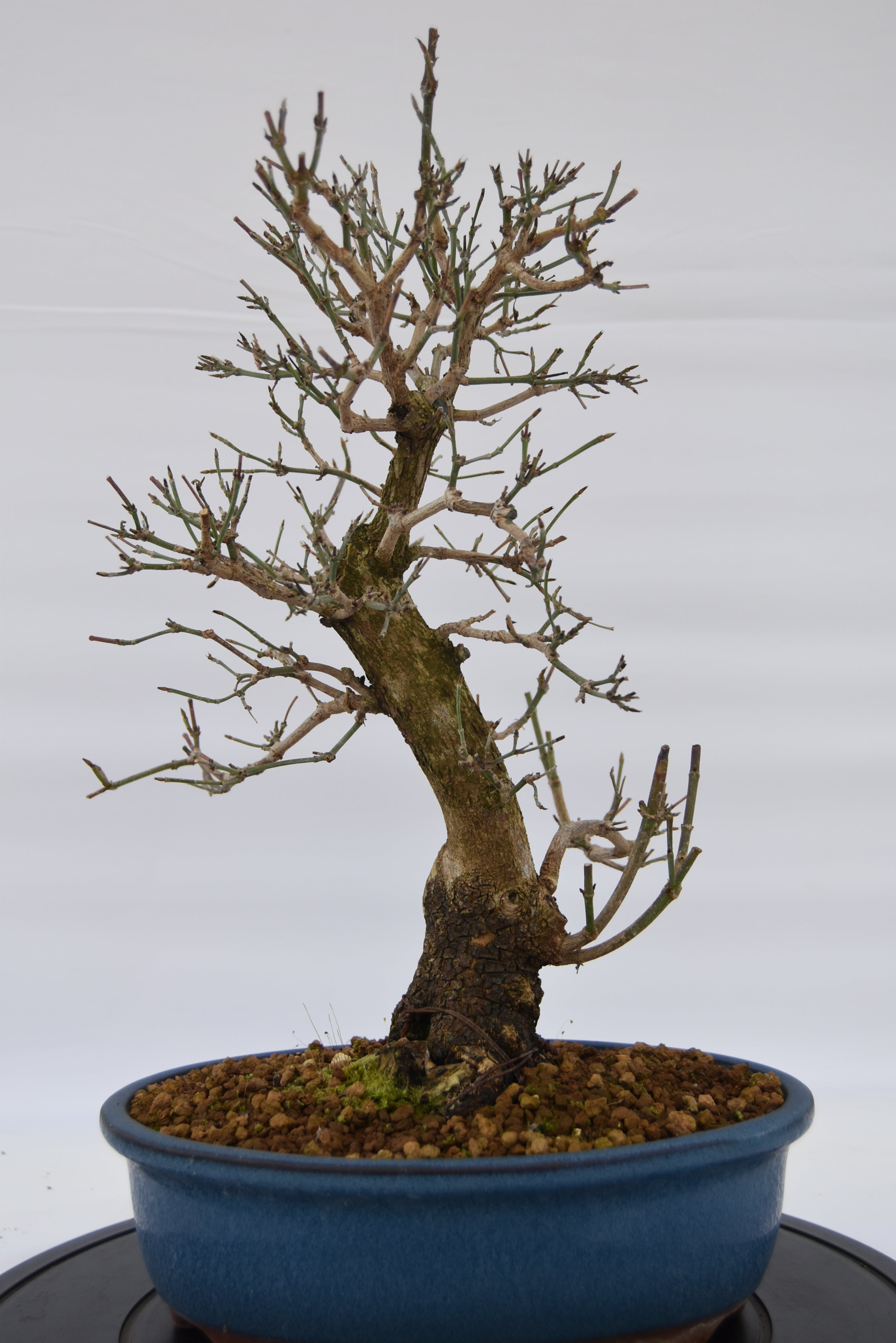 Corniolo € 450 | La Gemma del bonsai