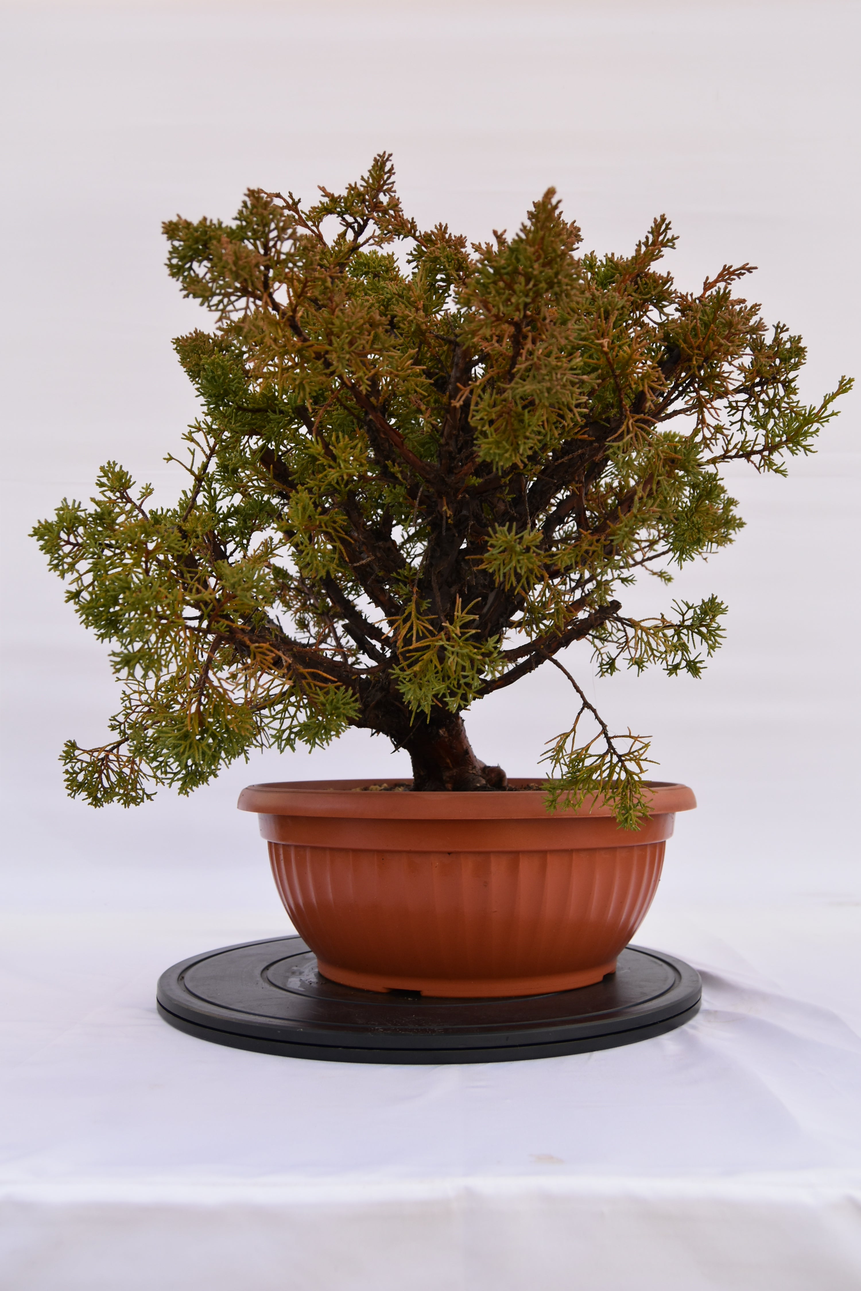 Ginepro Kishu € 380 | La Gemma del bonsai