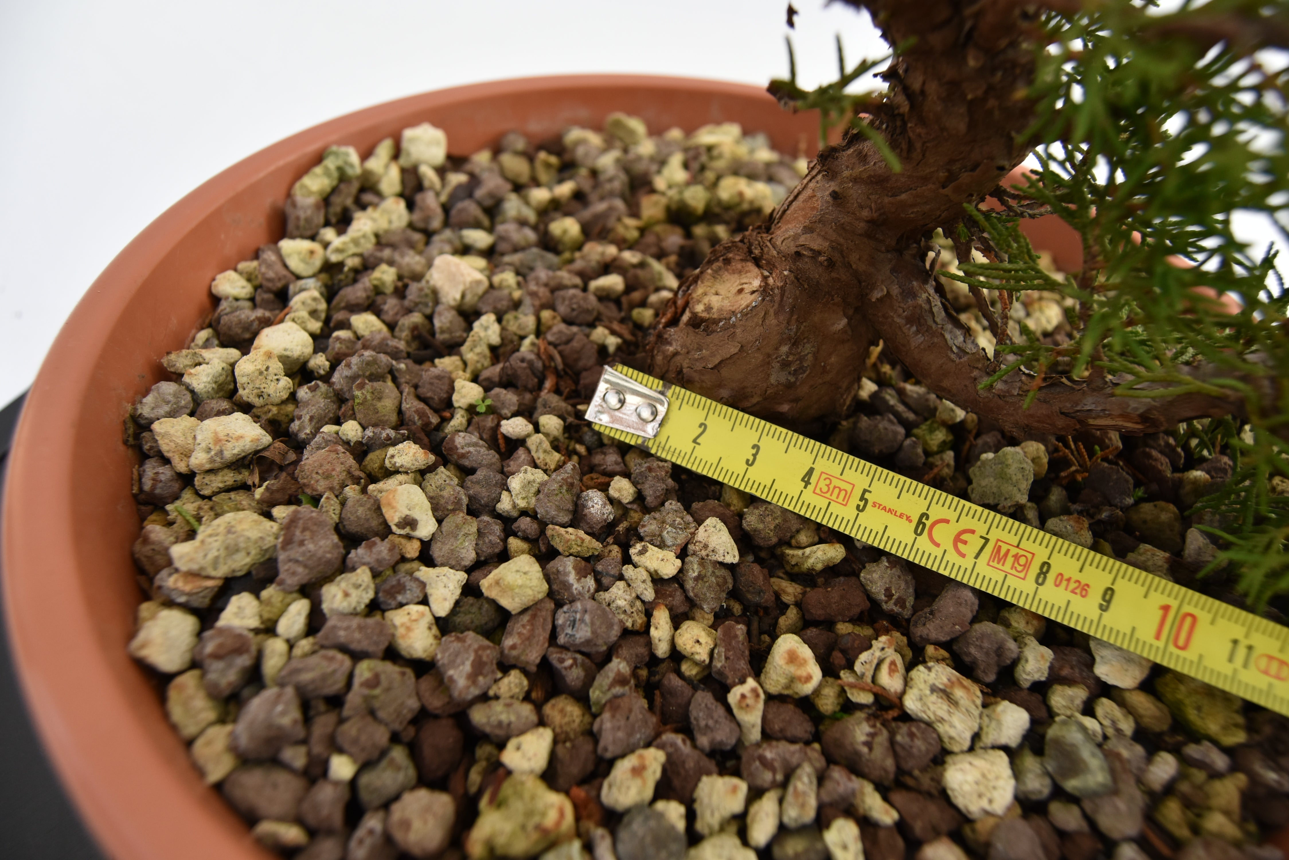 Ginepro Itoigawa € 50 | La Gemma del bonsai