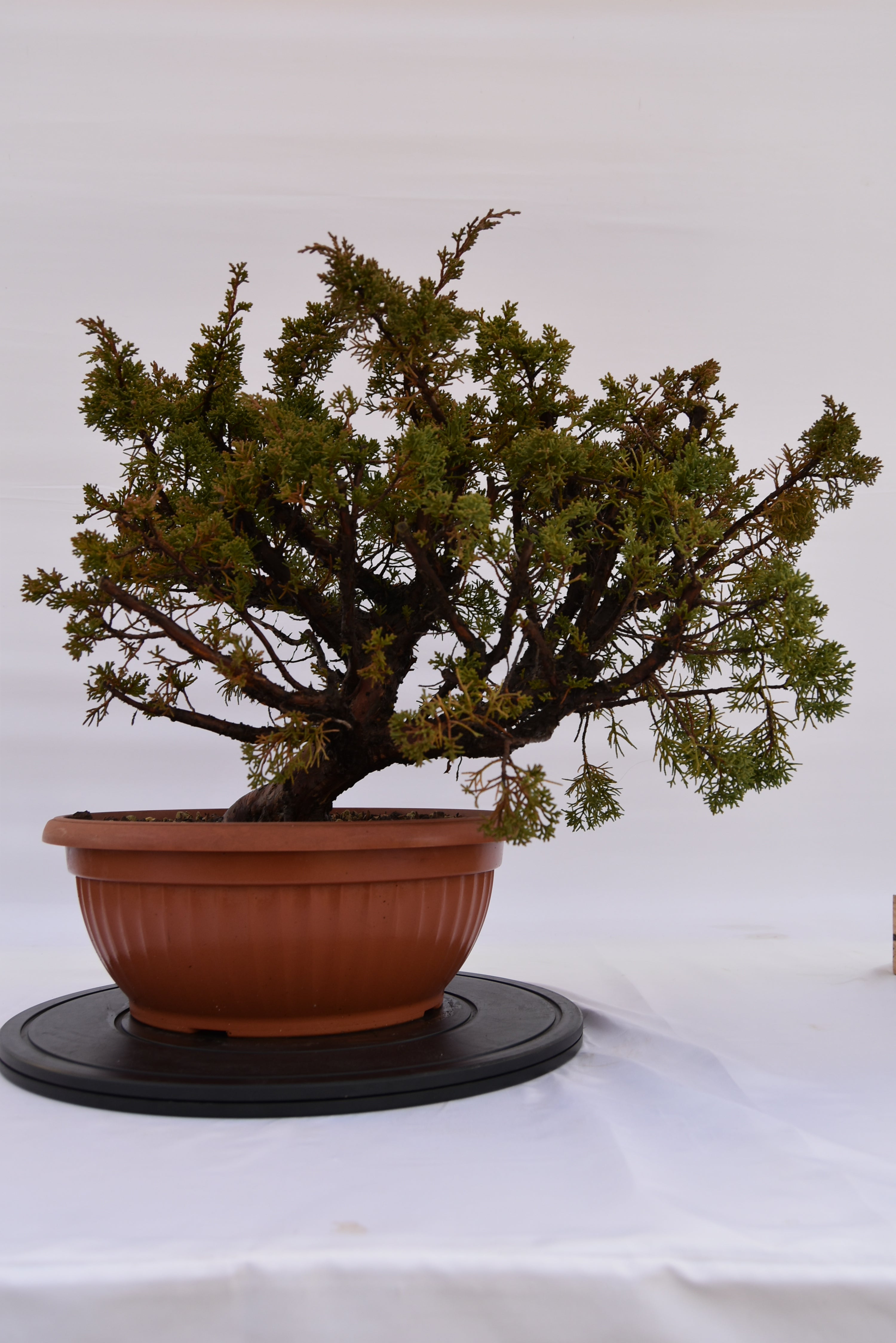Ginepro Kishu € 380 | La Gemma del bonsai