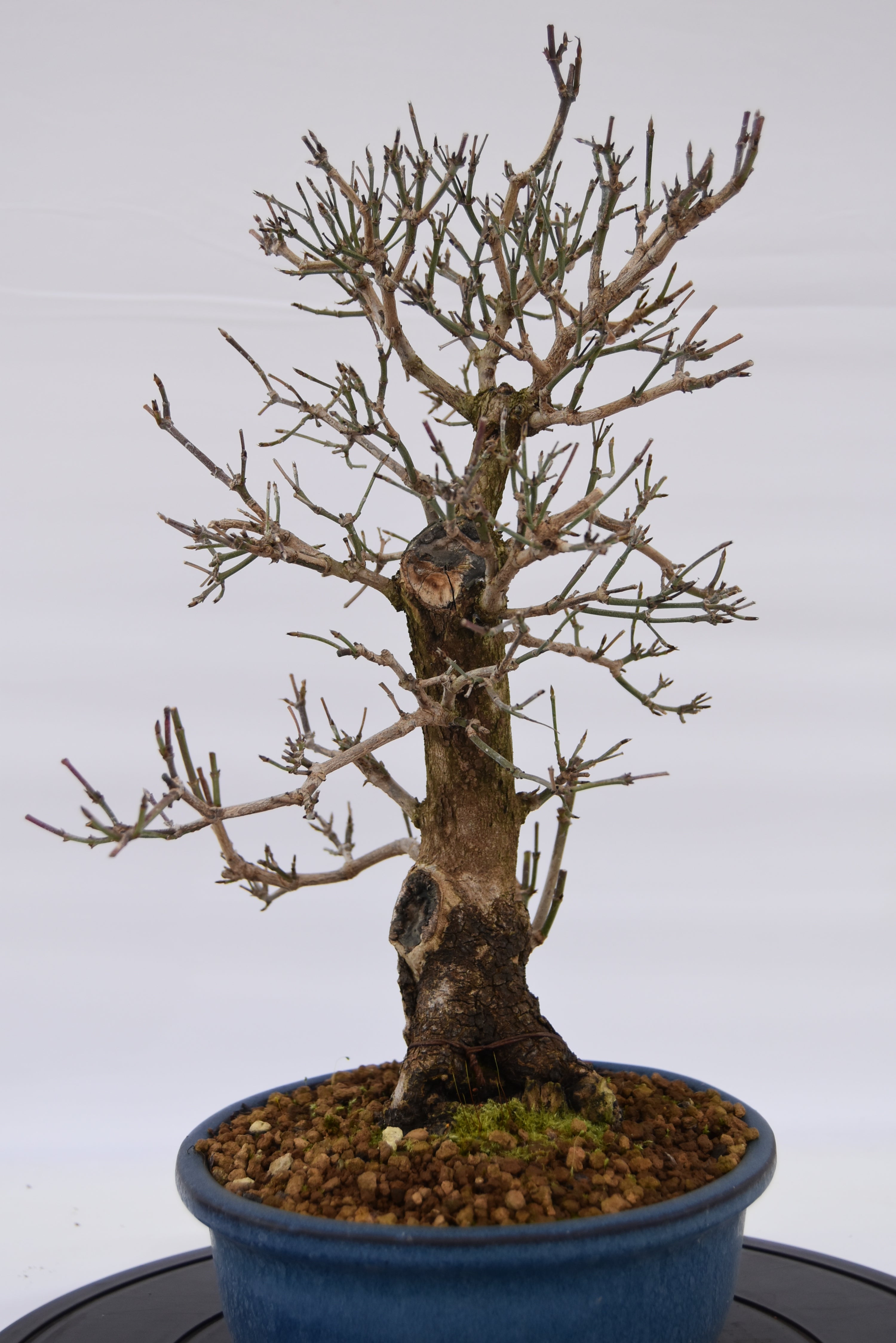 Corniolo € 450 | La Gemma del bonsai
