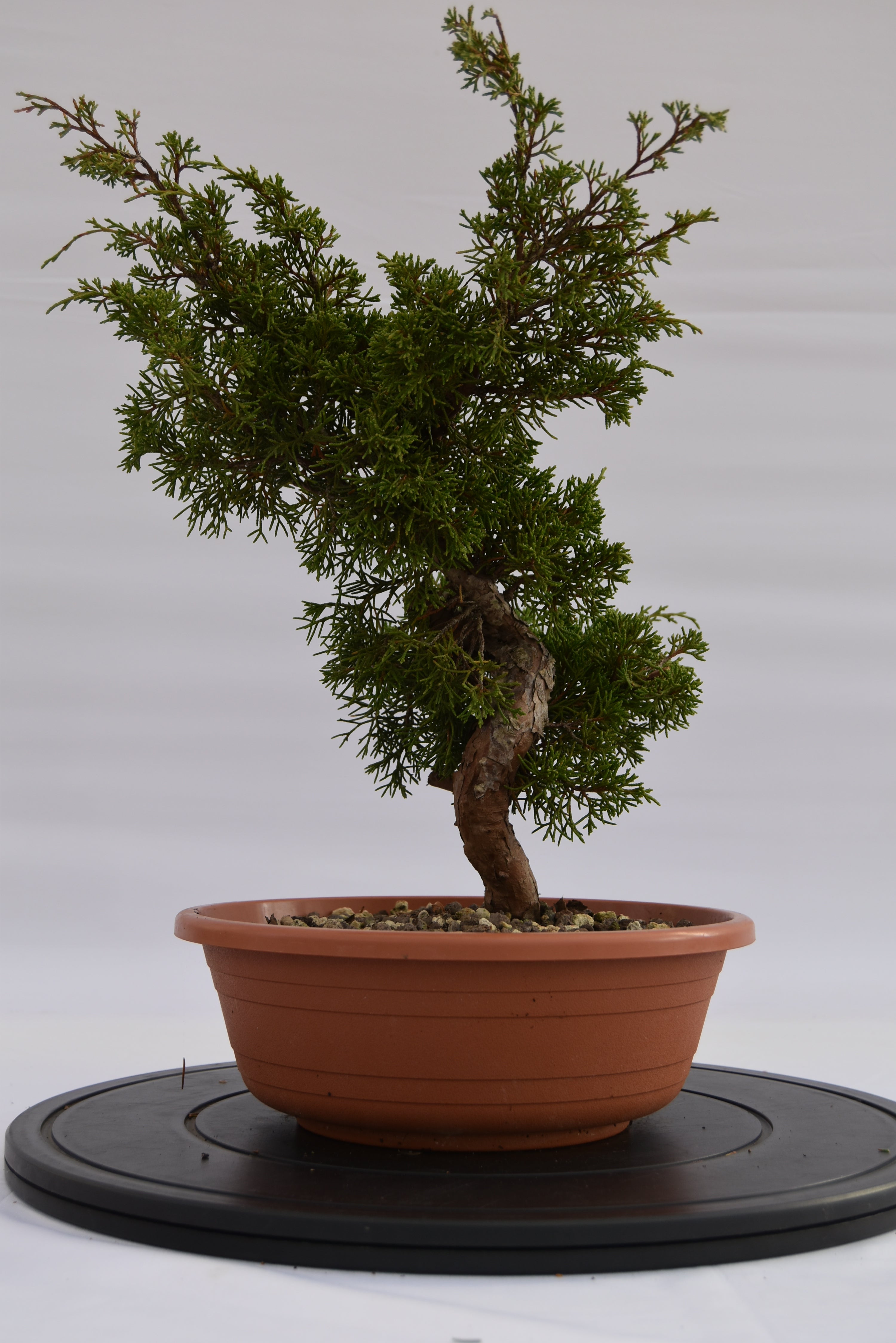 Ginepro Itoigawa €120 | La Gemma del bonsai