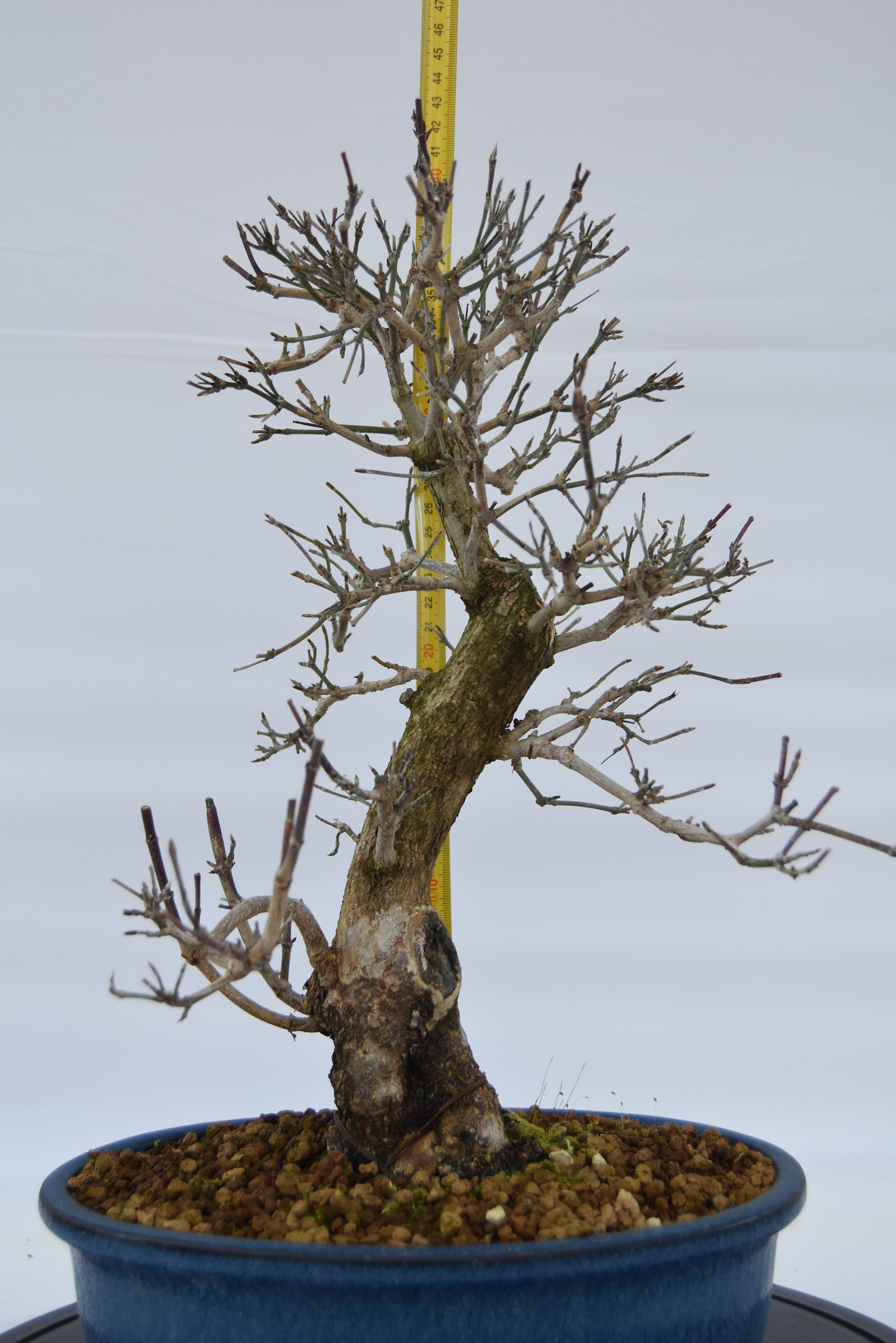 Corniolo € 450 | La Gemma del bonsai