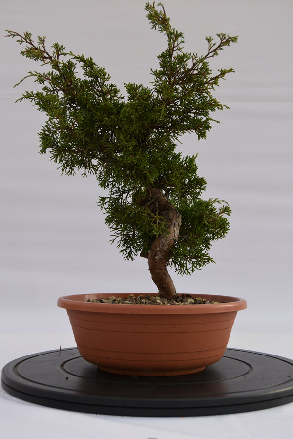 Ginepro Itoigawa €120 | La Gemma del bonsai