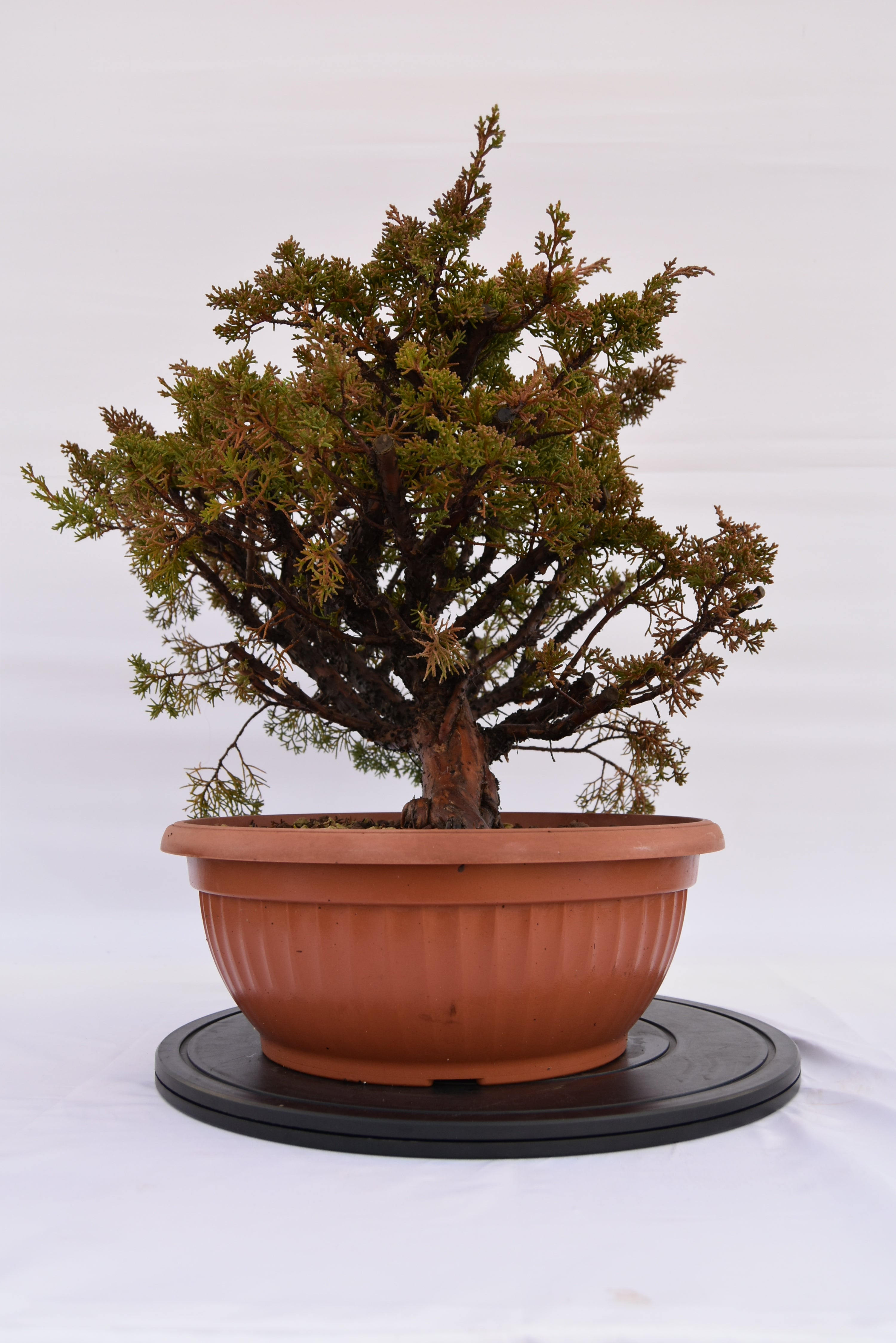 Ginepro Kishu € 380 | La Gemma del bonsai