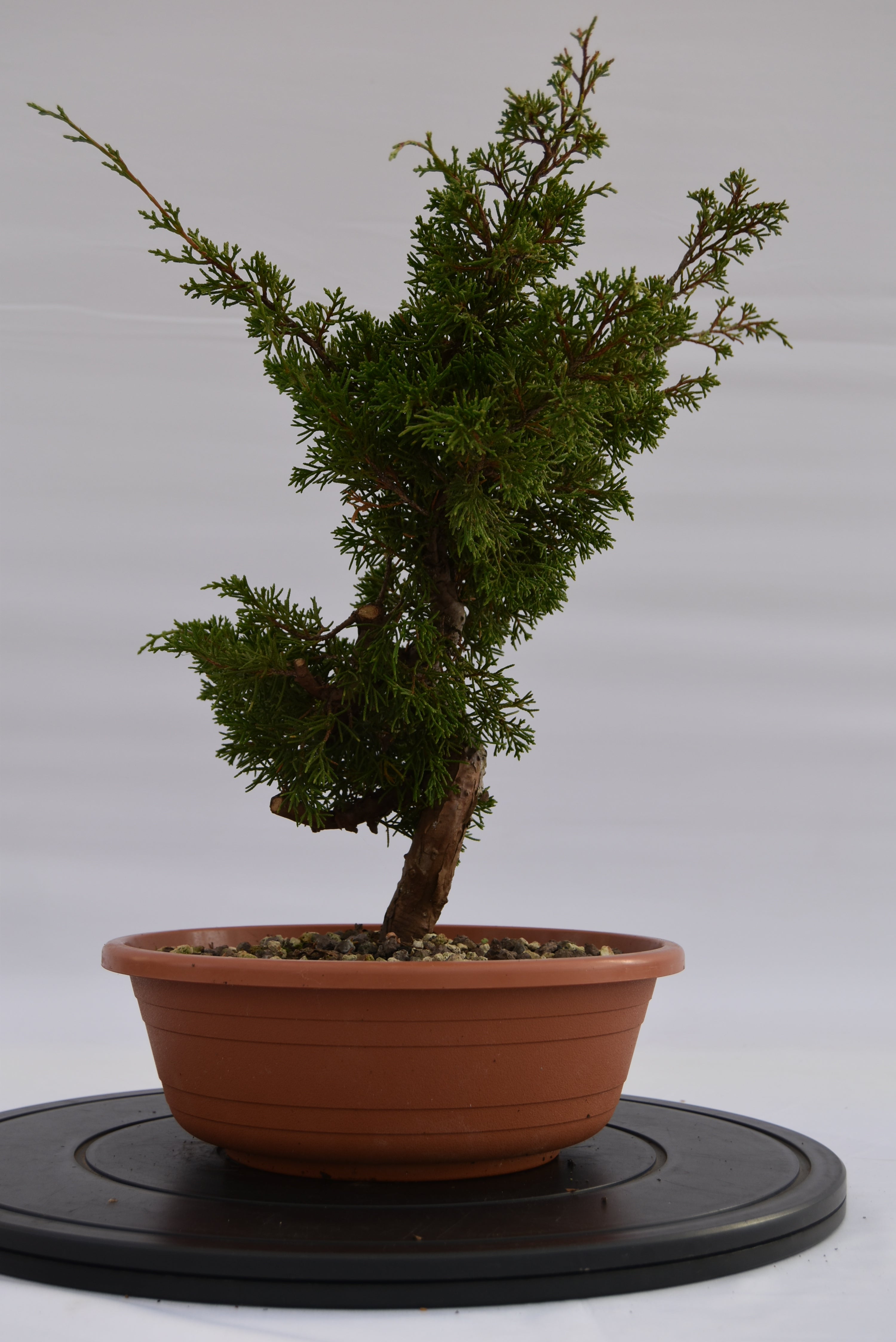 Ginepro Itoigawa €120 | La Gemma del bonsai