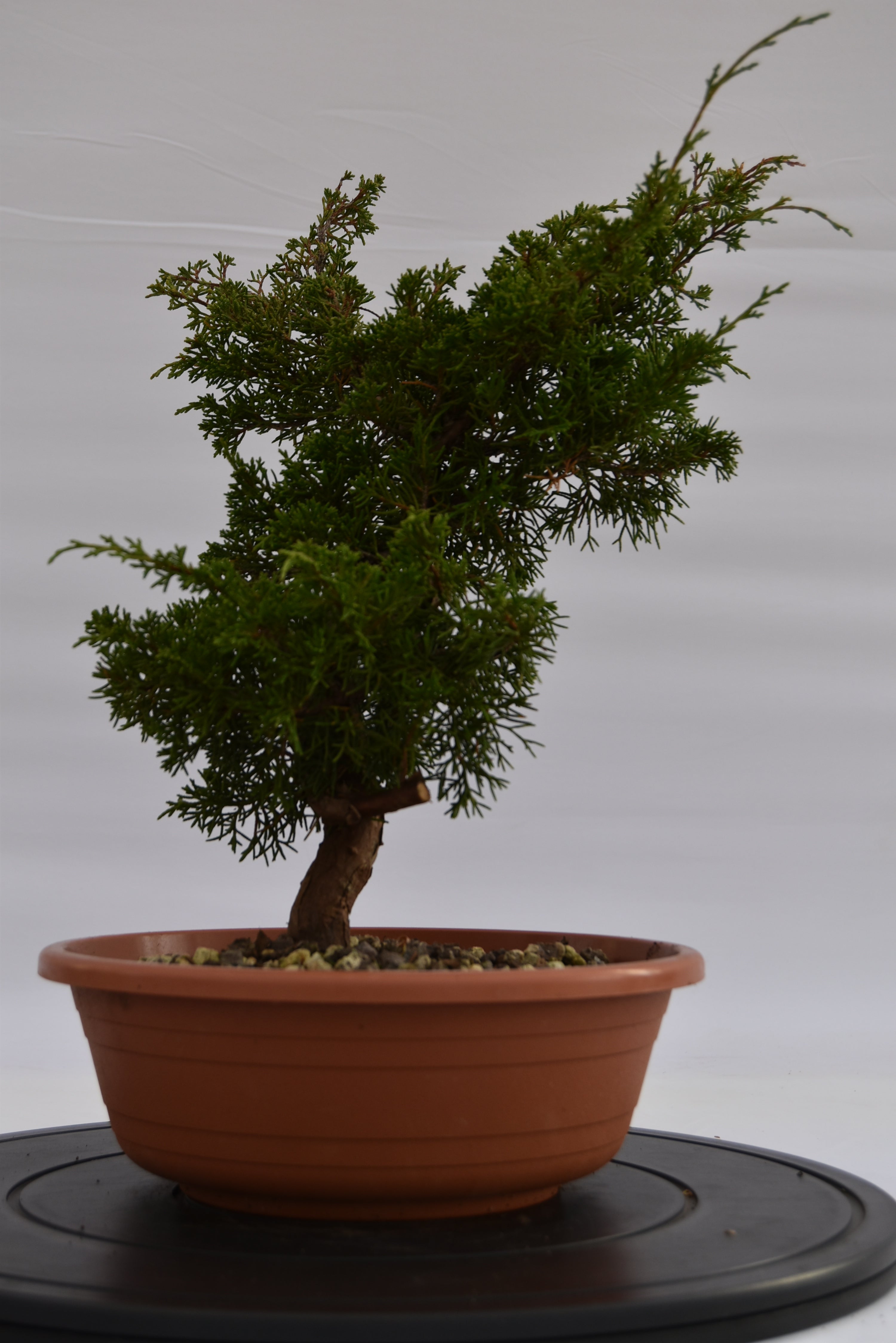 Ginepro Itoigawa €120 | La Gemma del bonsai