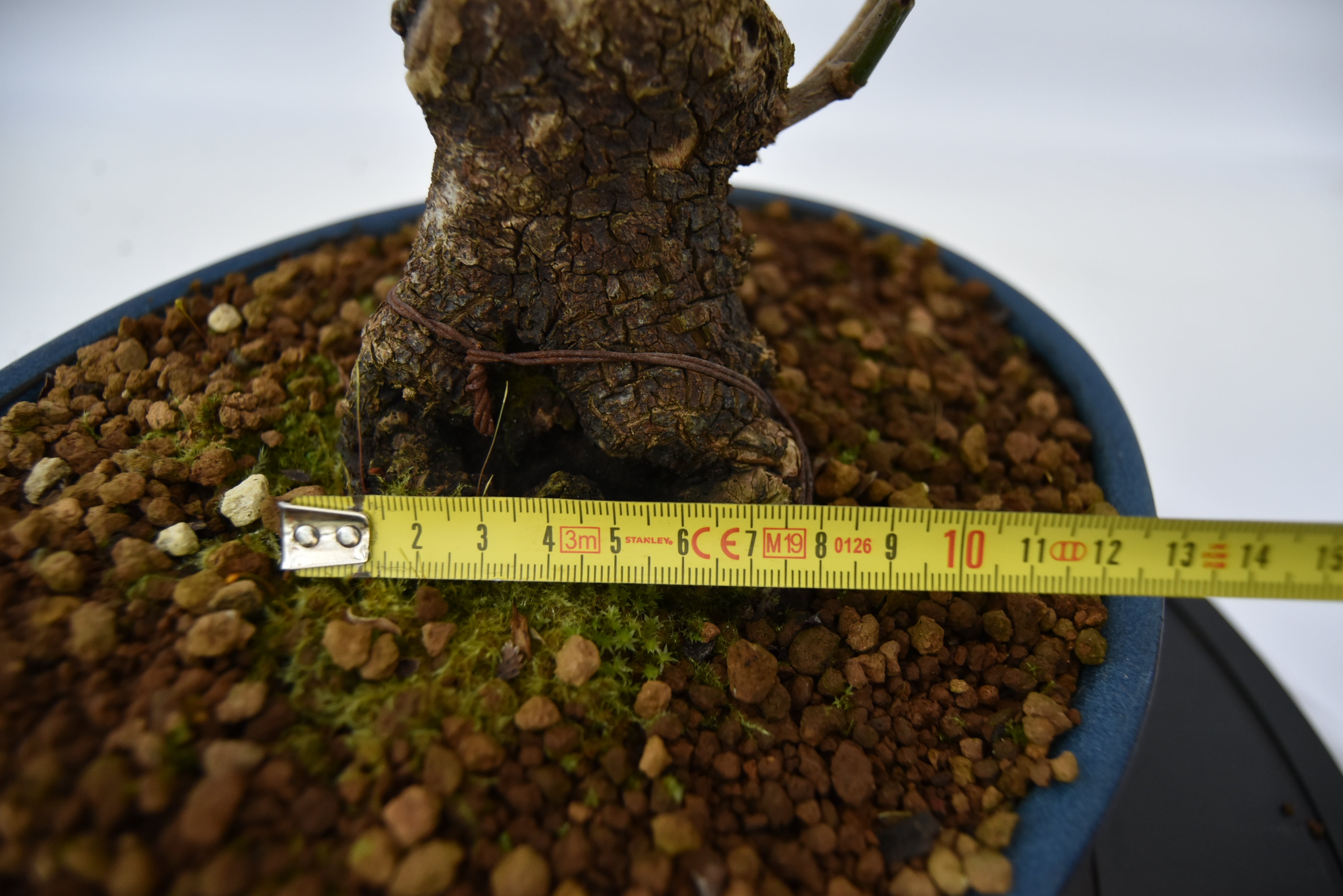Corniolo € 450 | La Gemma del bonsai