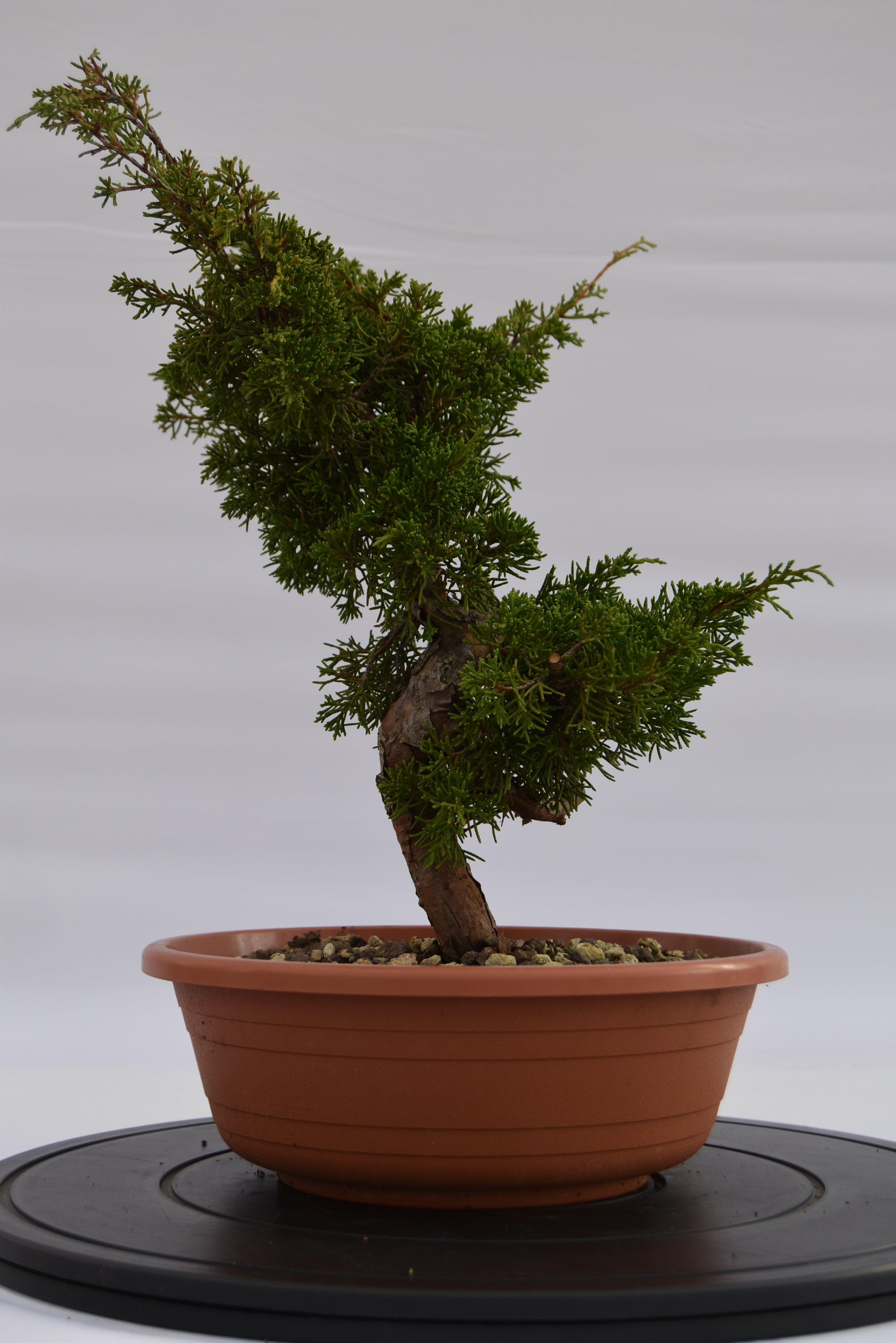Ginepro Itoigawa €120 | La Gemma del bonsai
