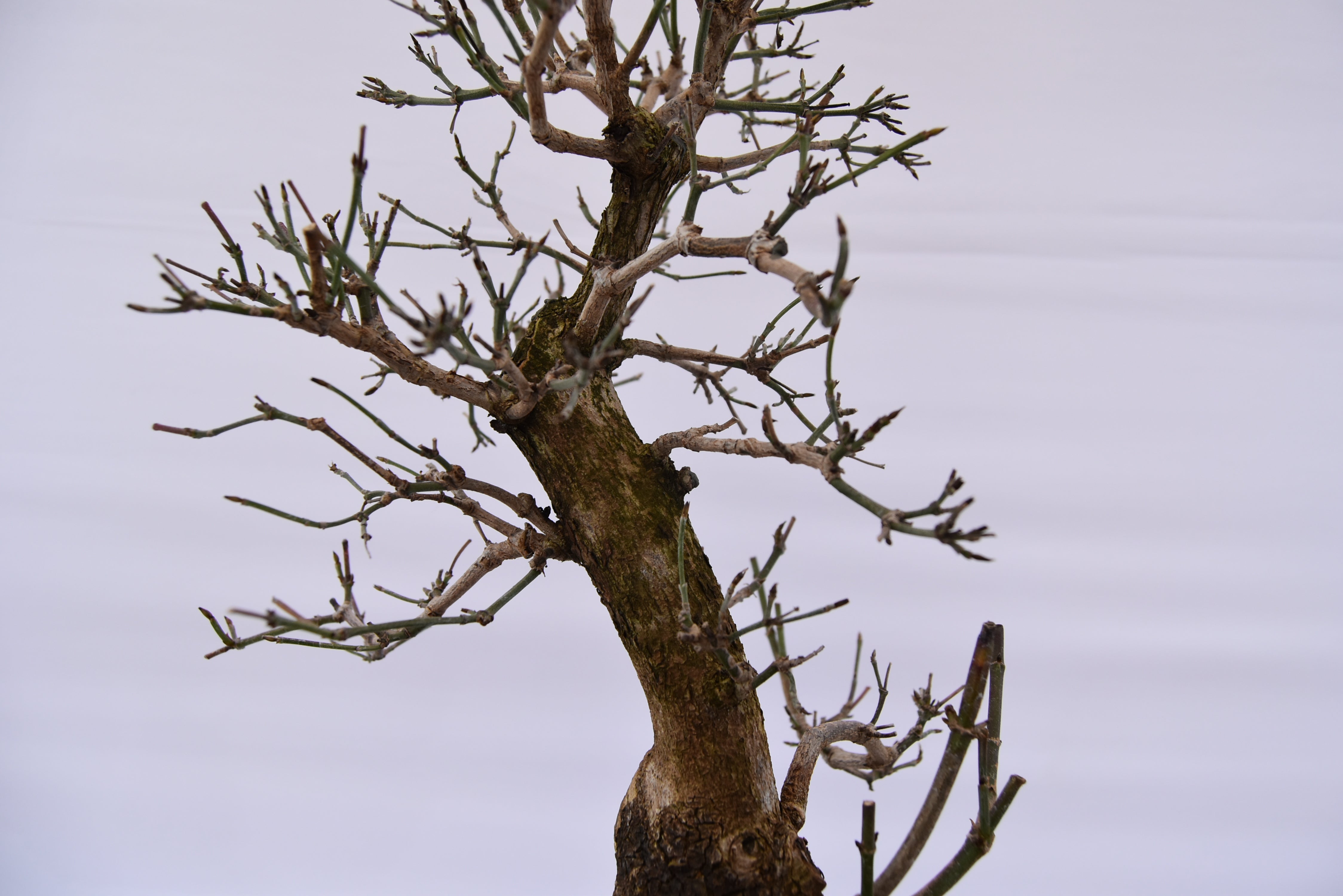 Corniolo € 450 | La Gemma del bonsai