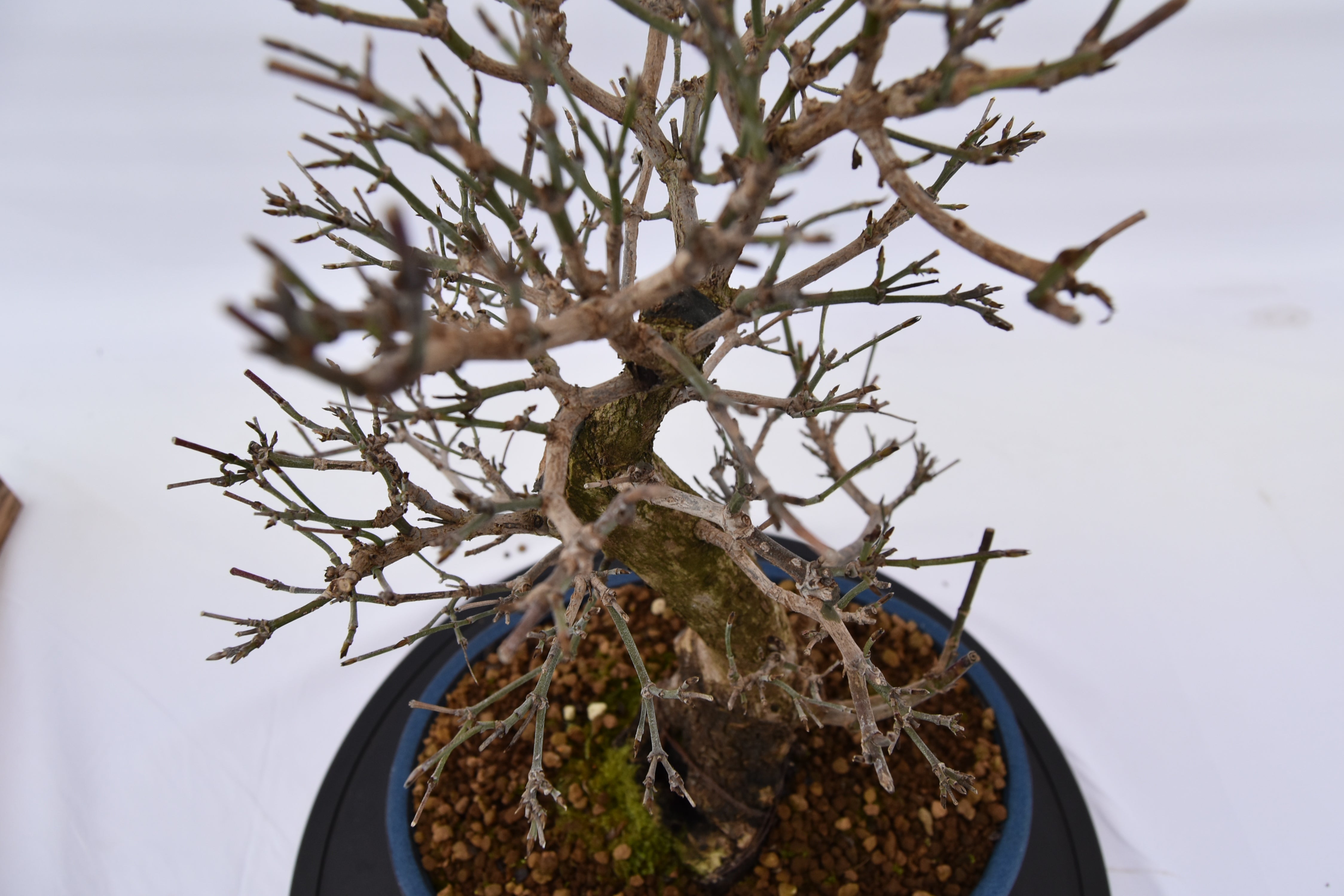 Corniolo € 450 | La Gemma del bonsai