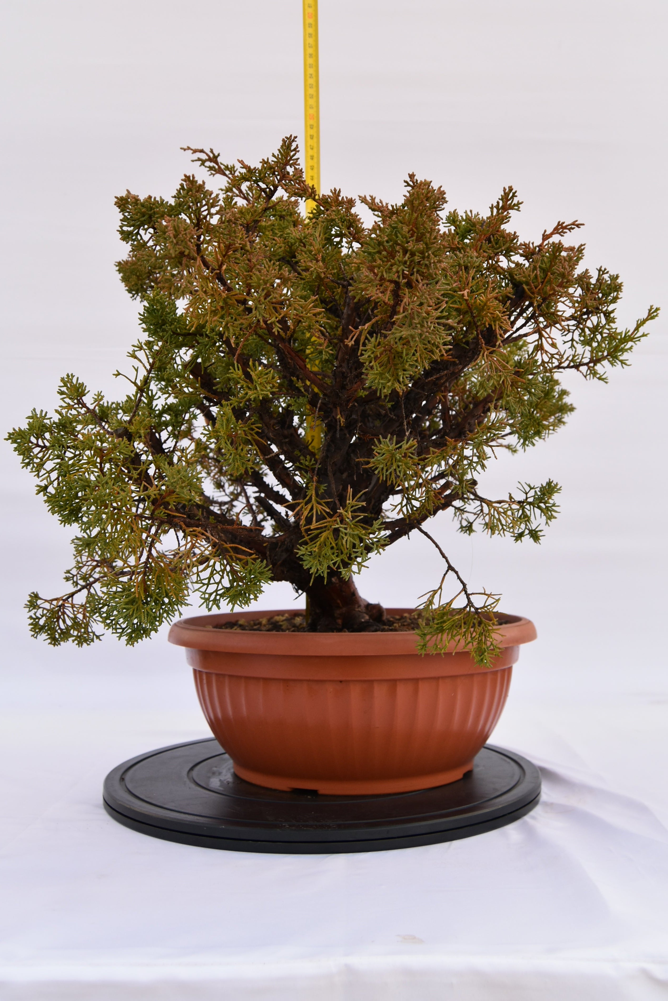 Ginepro Kishu € 380 | La Gemma del bonsai