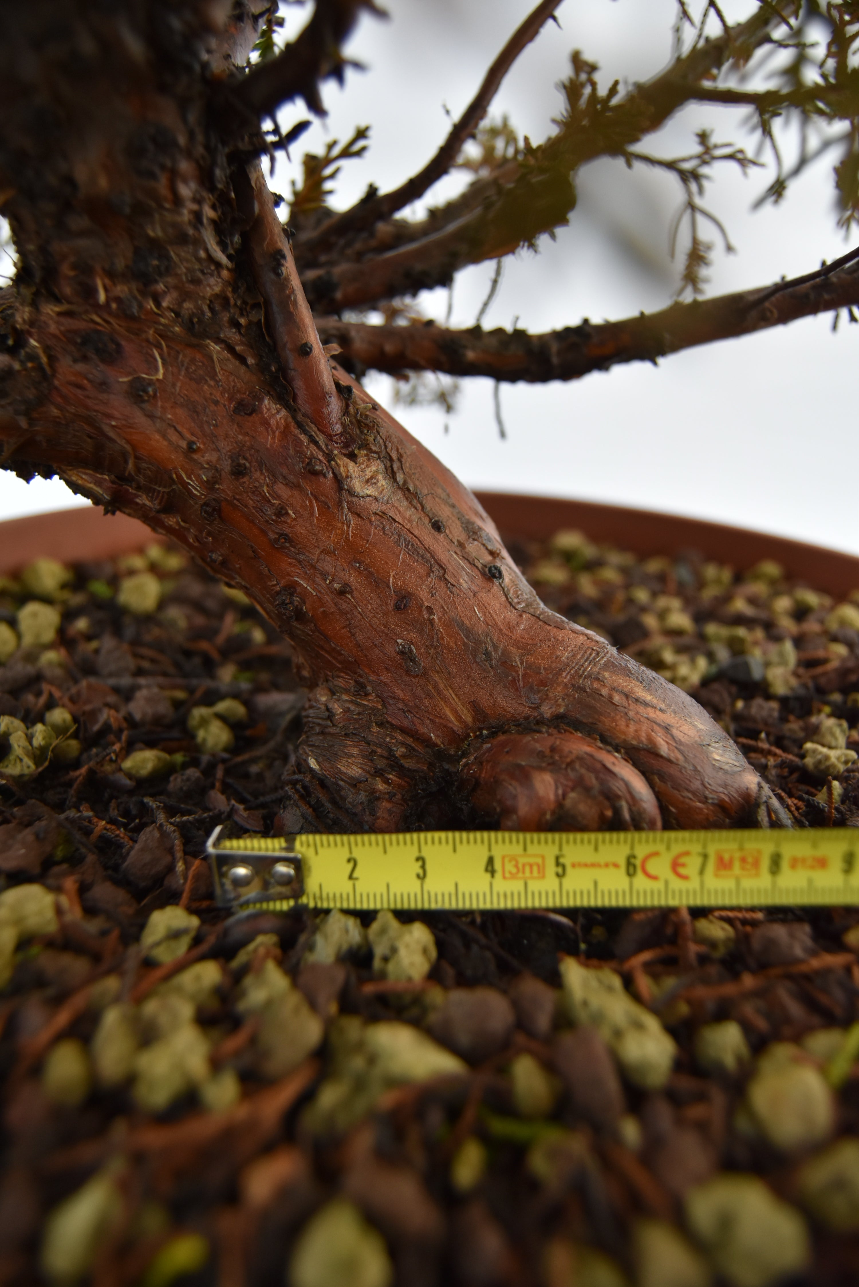Ginepro Kishu € 380 | La Gemma del bonsai