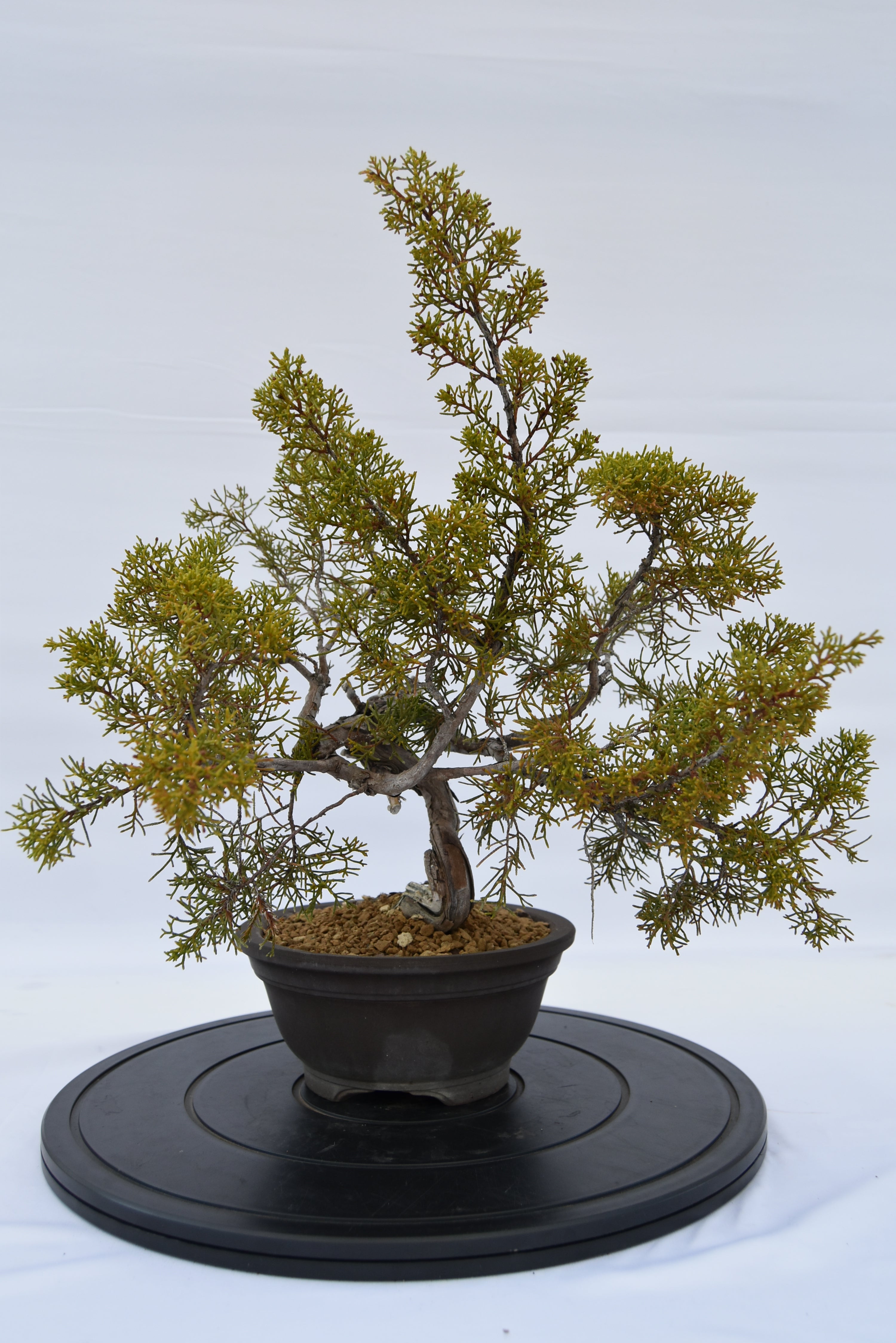Ginepro Kishu € 320 | La Gemma del bonsai
