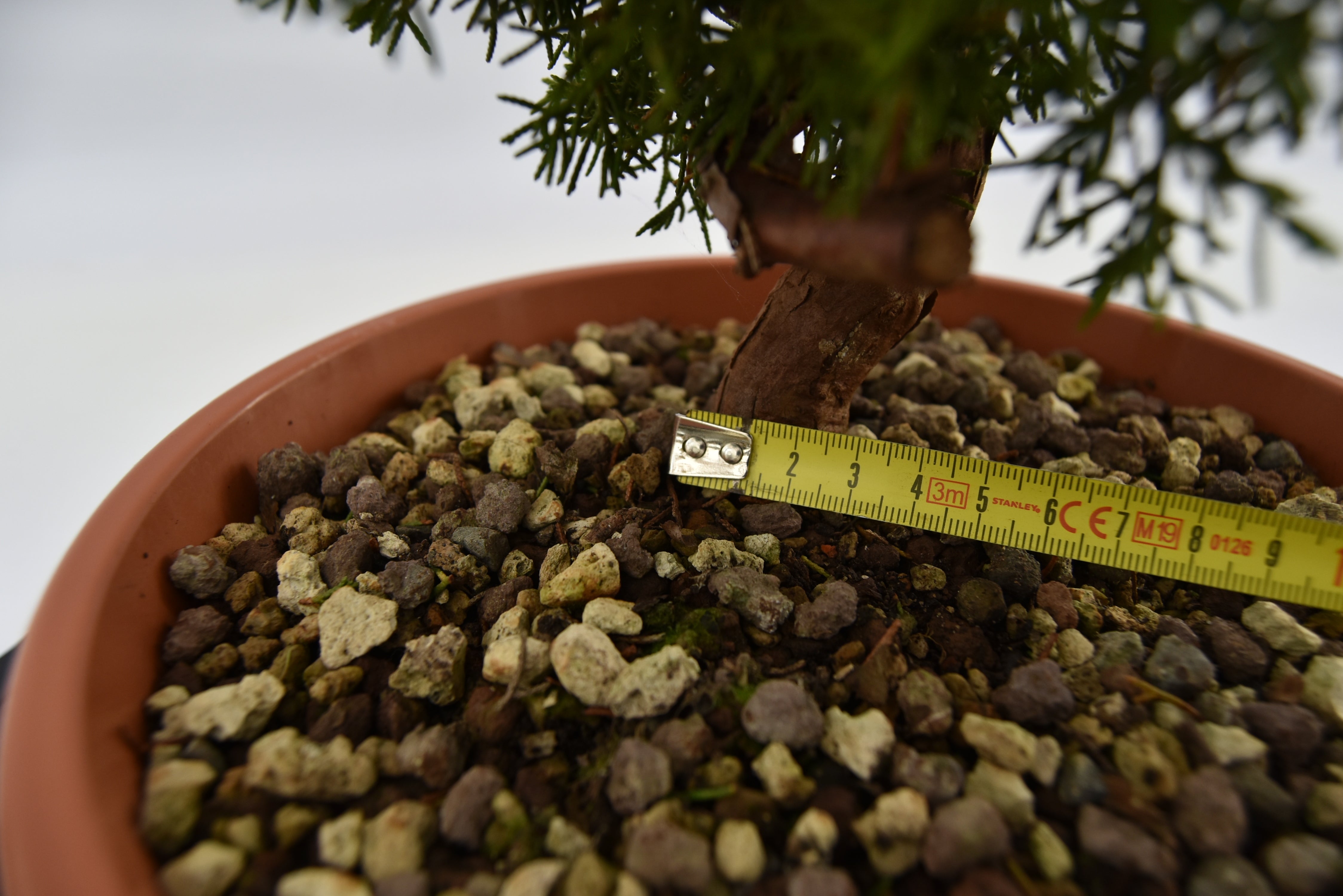 Ginepro Itoigawa €120 | La Gemma del bonsai