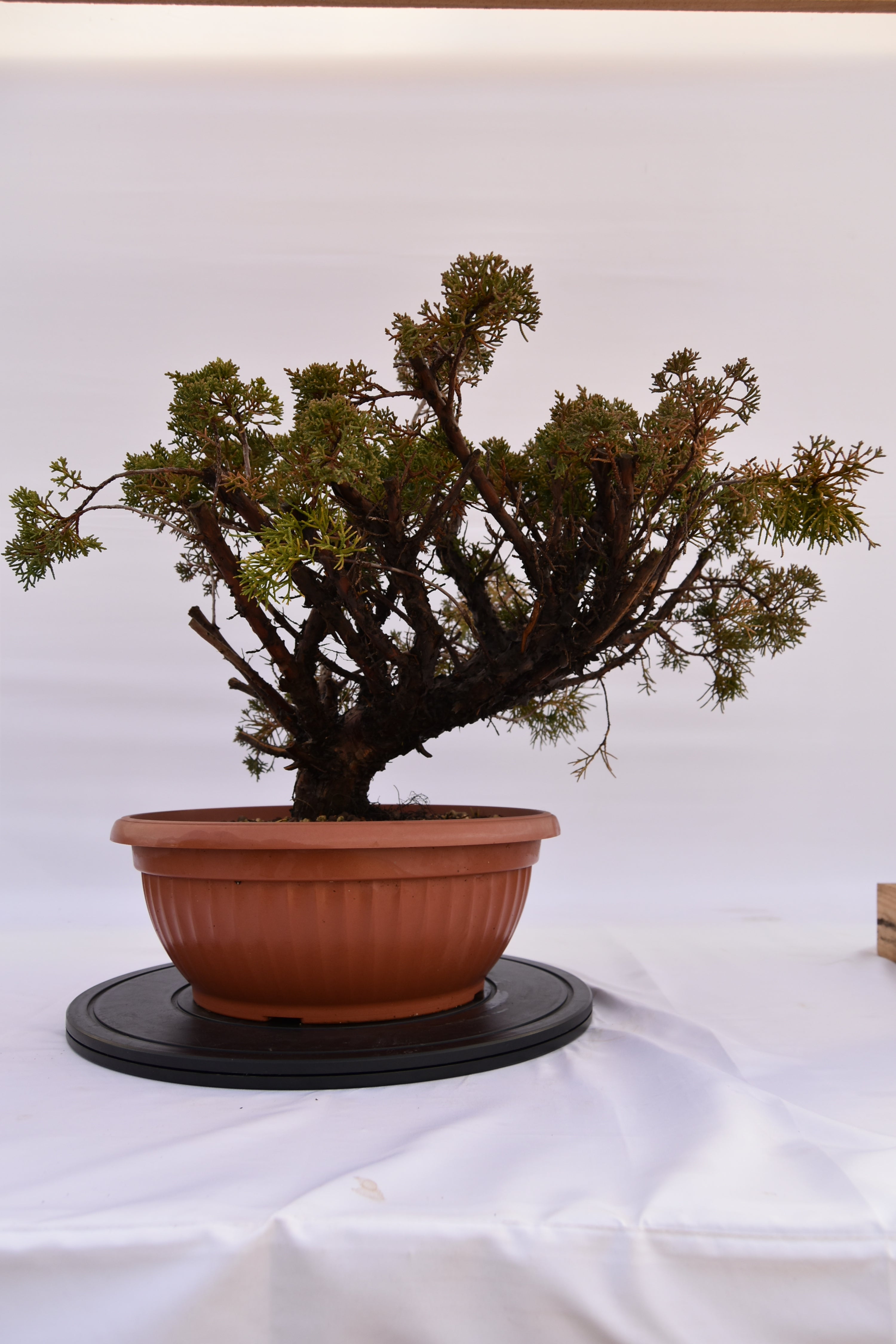 Ginepro Kishu € 380 | La Gemma del bonsai