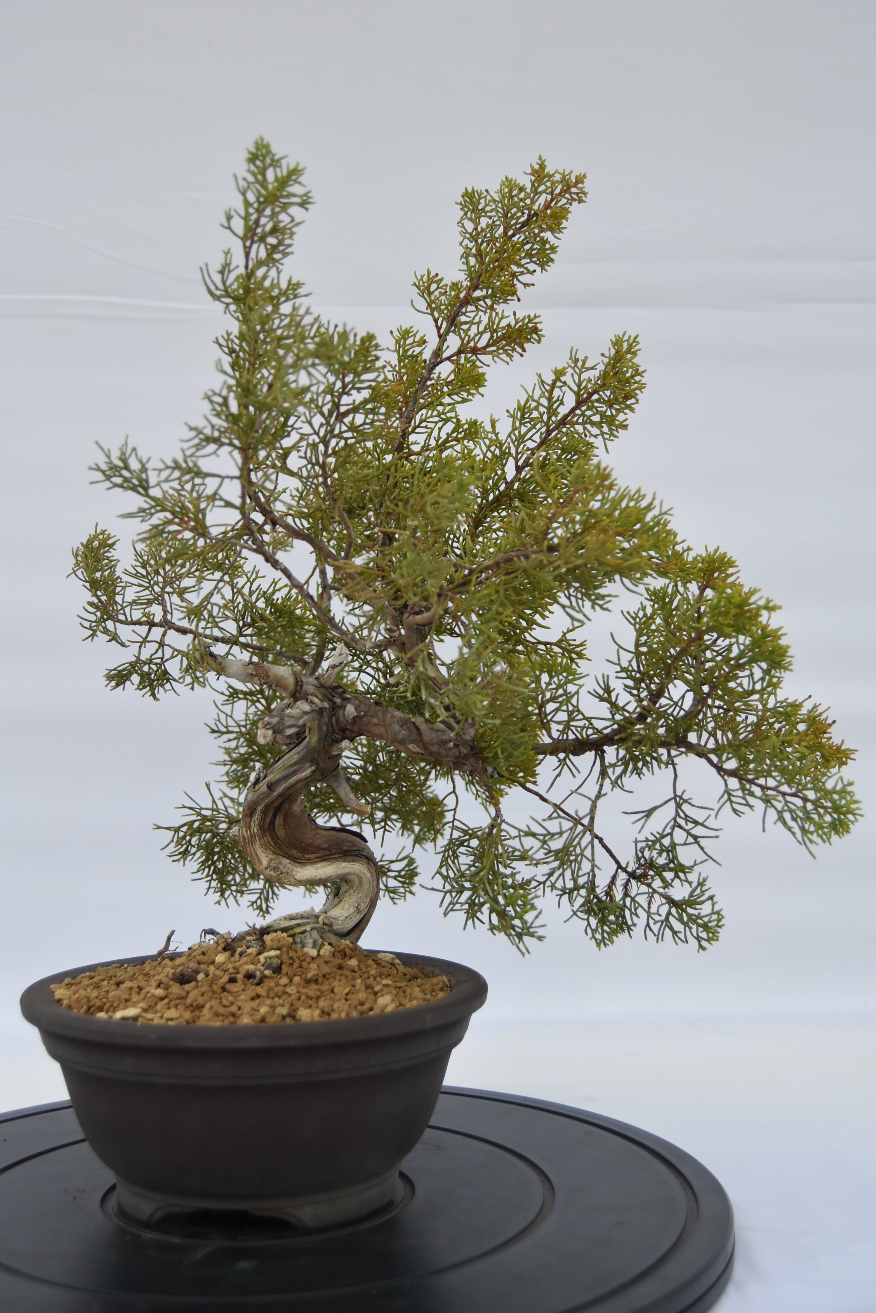 Ginepro Kishu € 320 | La Gemma del bonsai