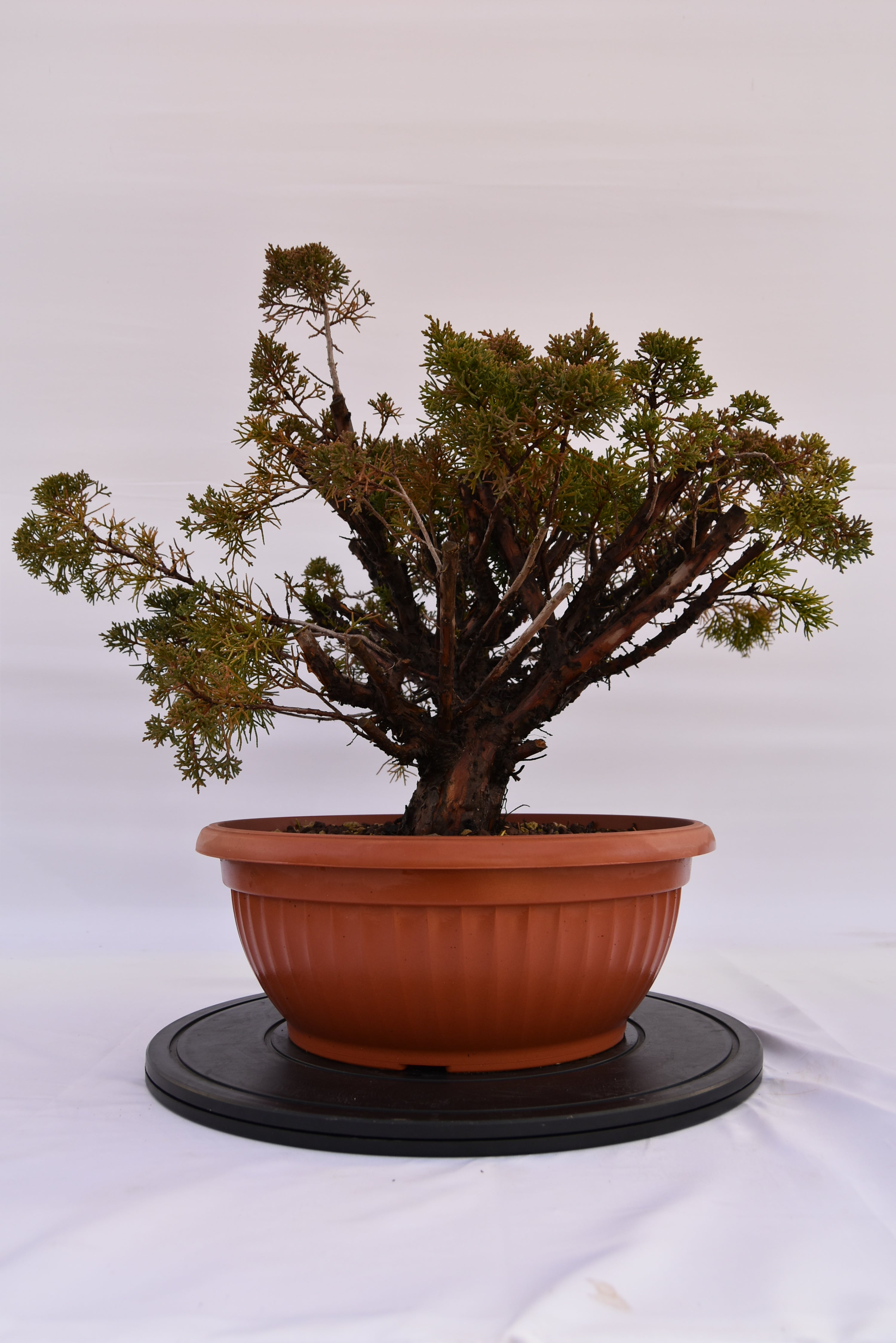 Ginepro Kishu € 380 | La Gemma del bonsai