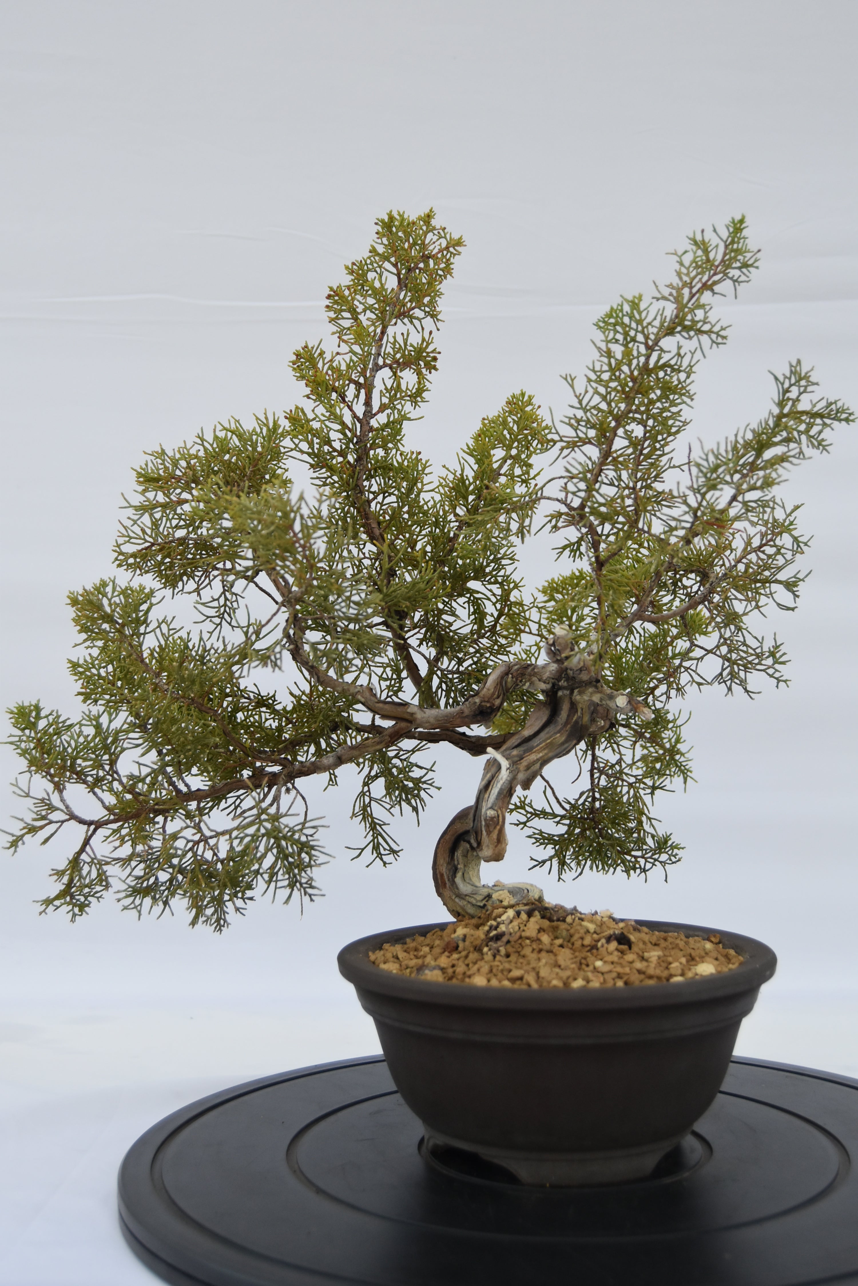 Ginepro Kishu € 320 | La Gemma del bonsai