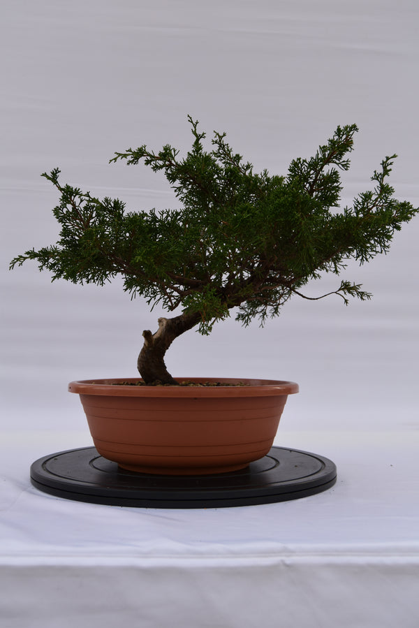 Ginepro Itoigawa € 280 | La Gemma del bonsai