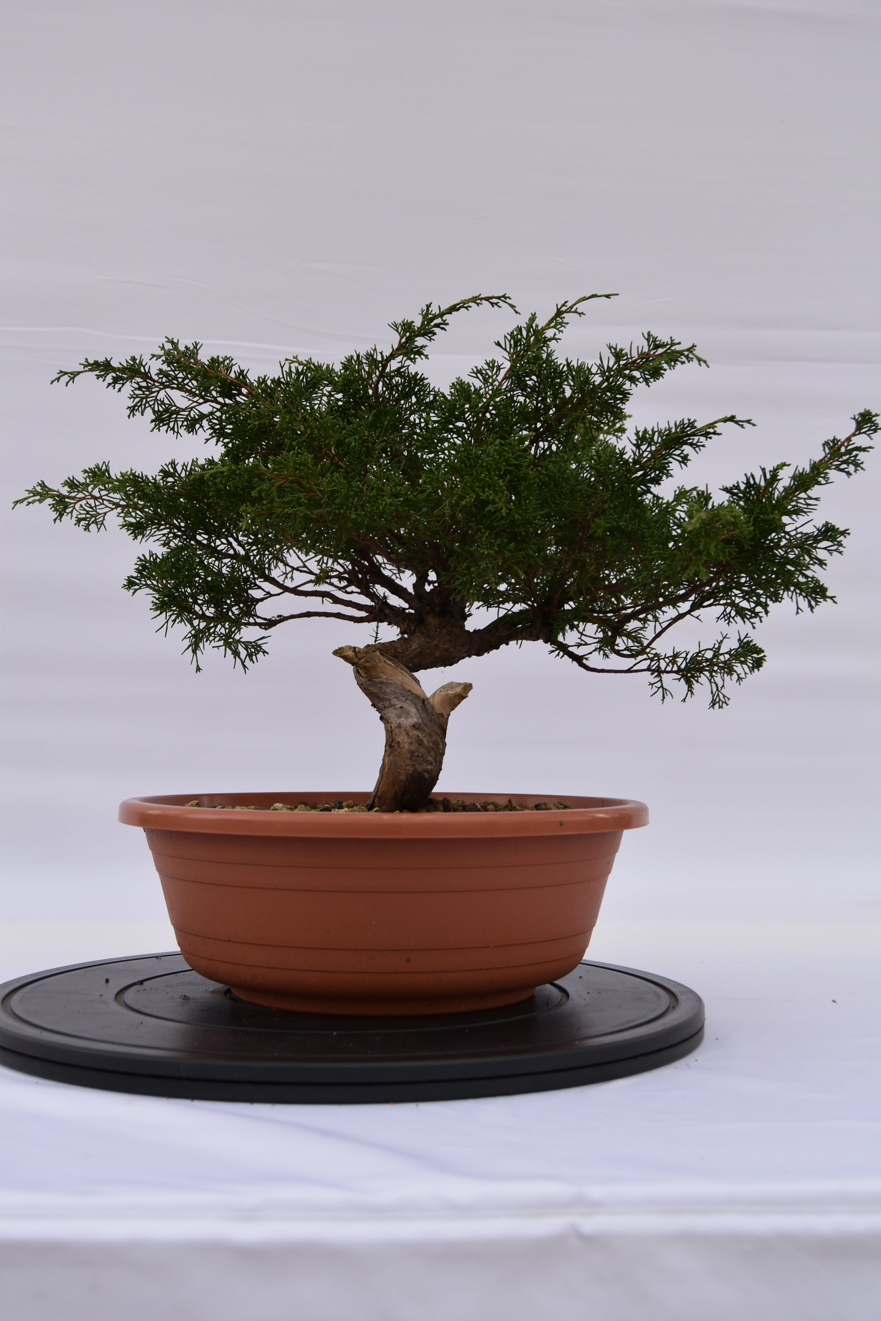 Ginepro Itoigawa € 280 | La Gemma del bonsai