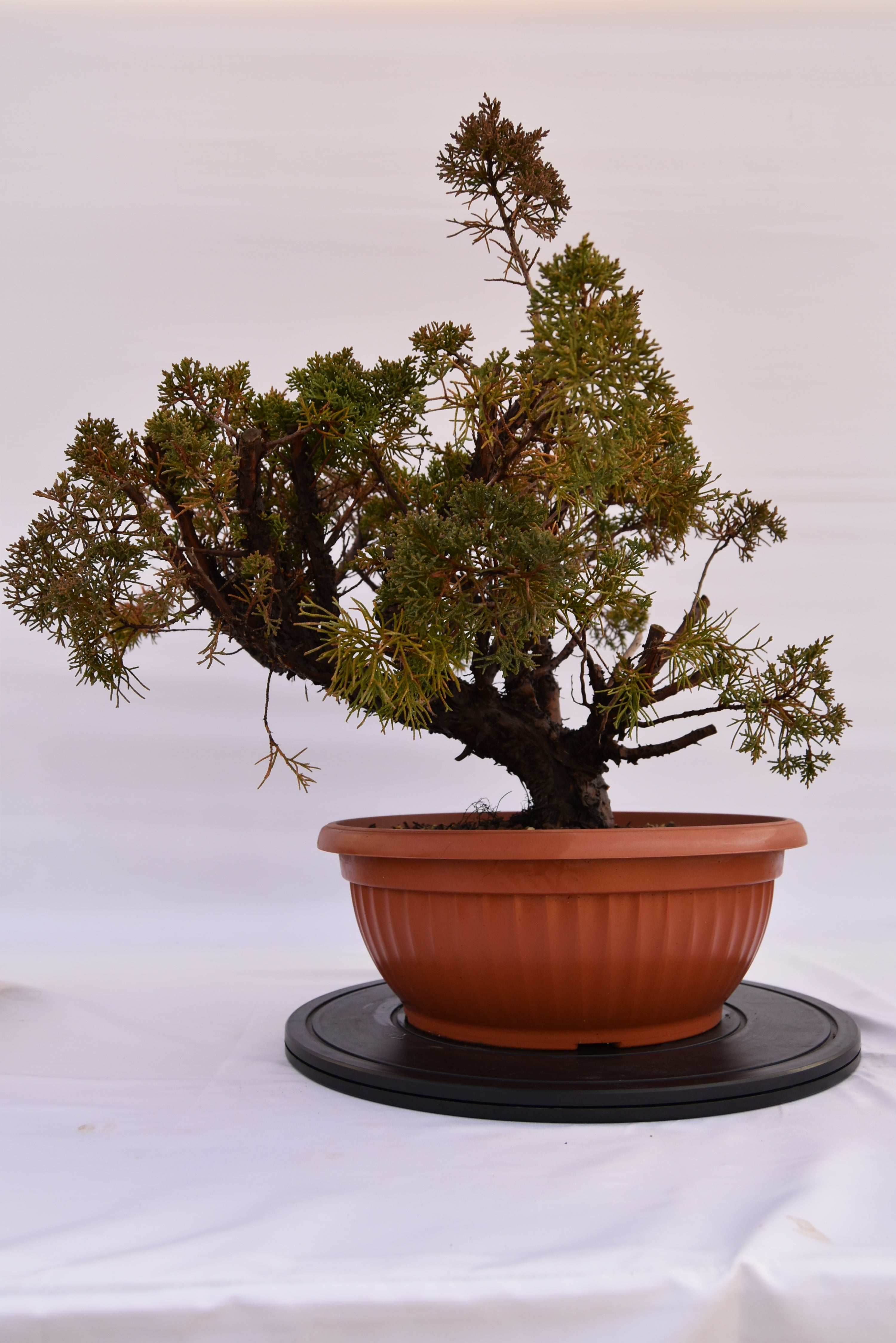 Ginepro Kishu € 380 | La Gemma del bonsai