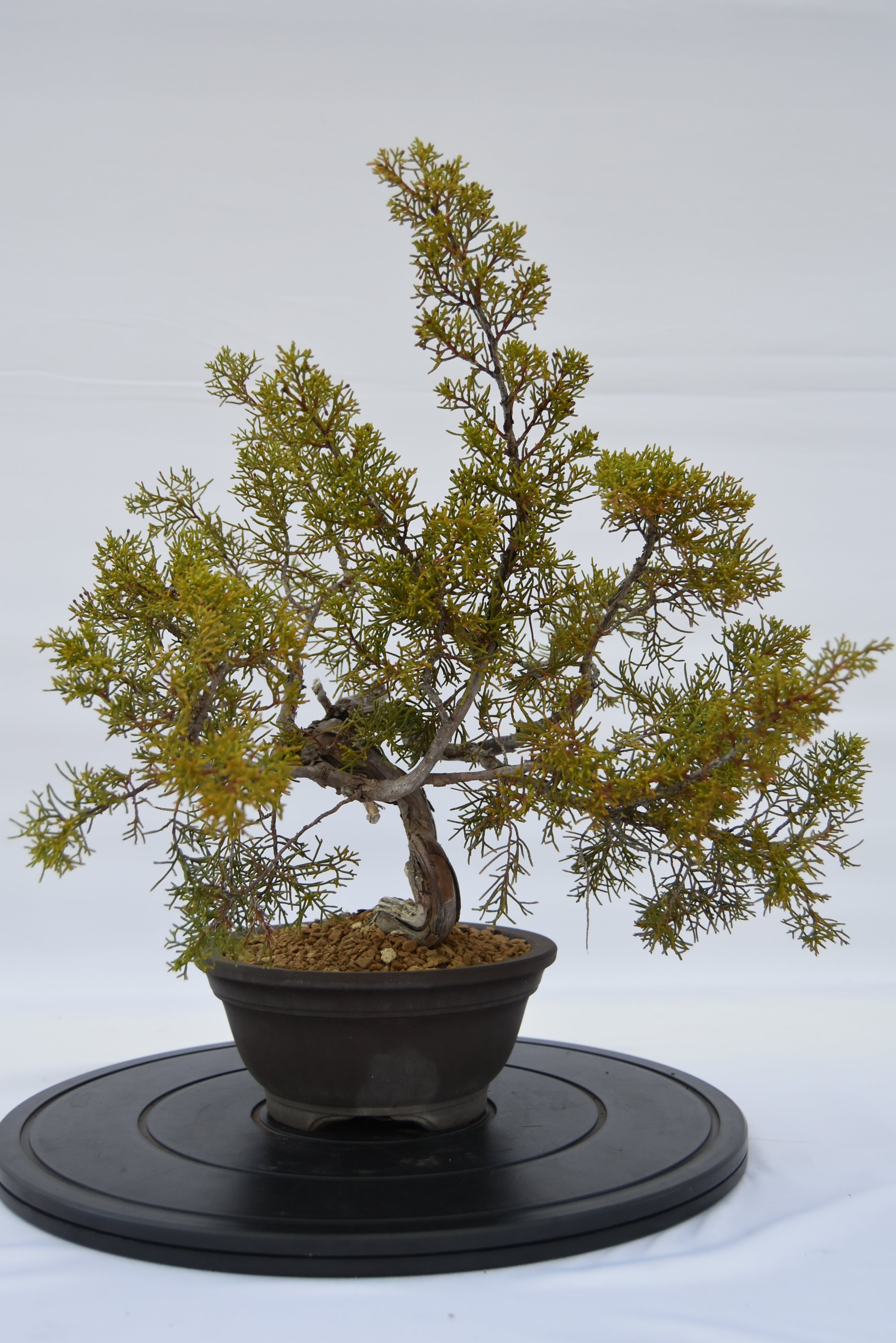 Ginepro Kishu € 320 | La Gemma del bonsai
