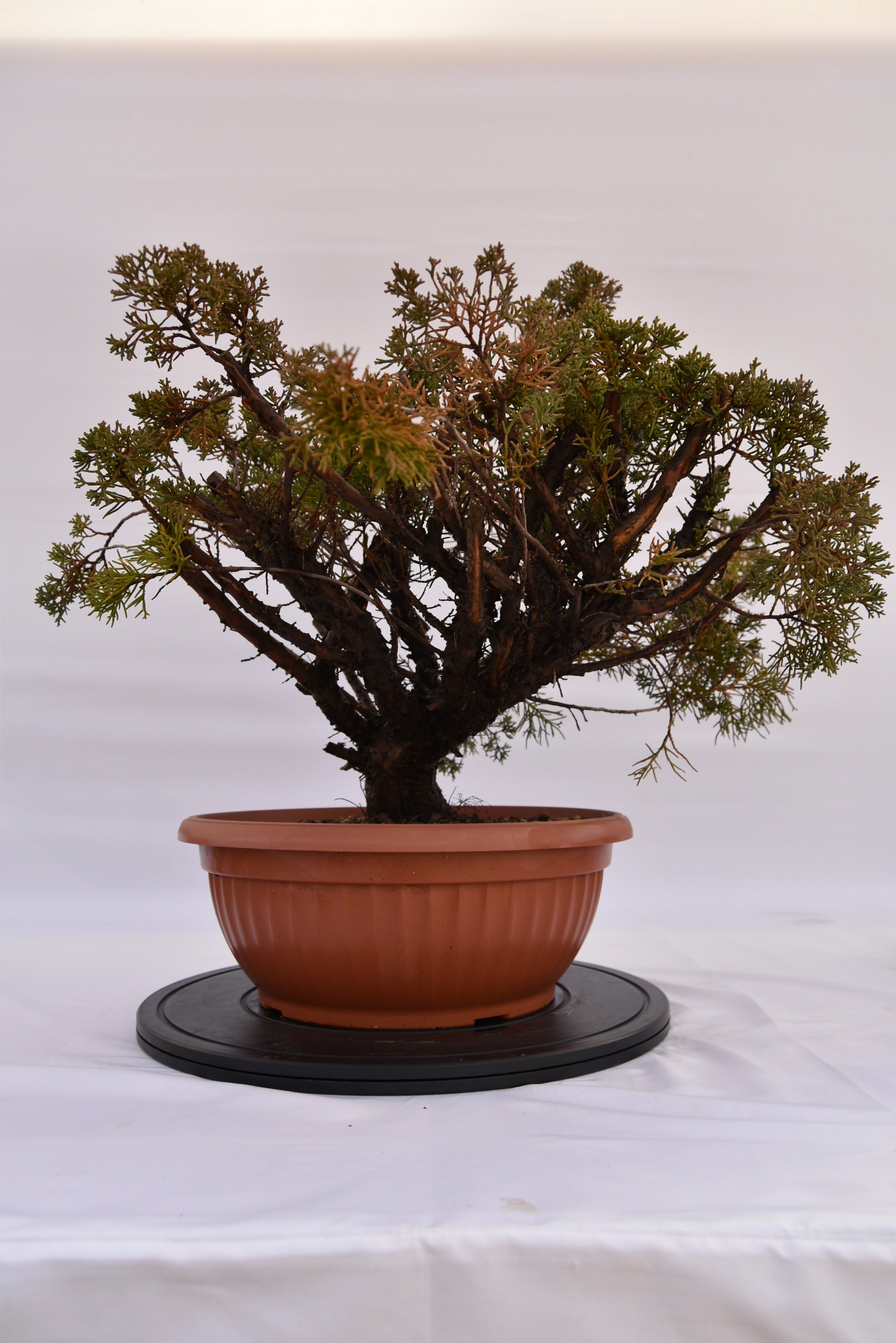 Ginepro Kishu € 380 | La Gemma del bonsai