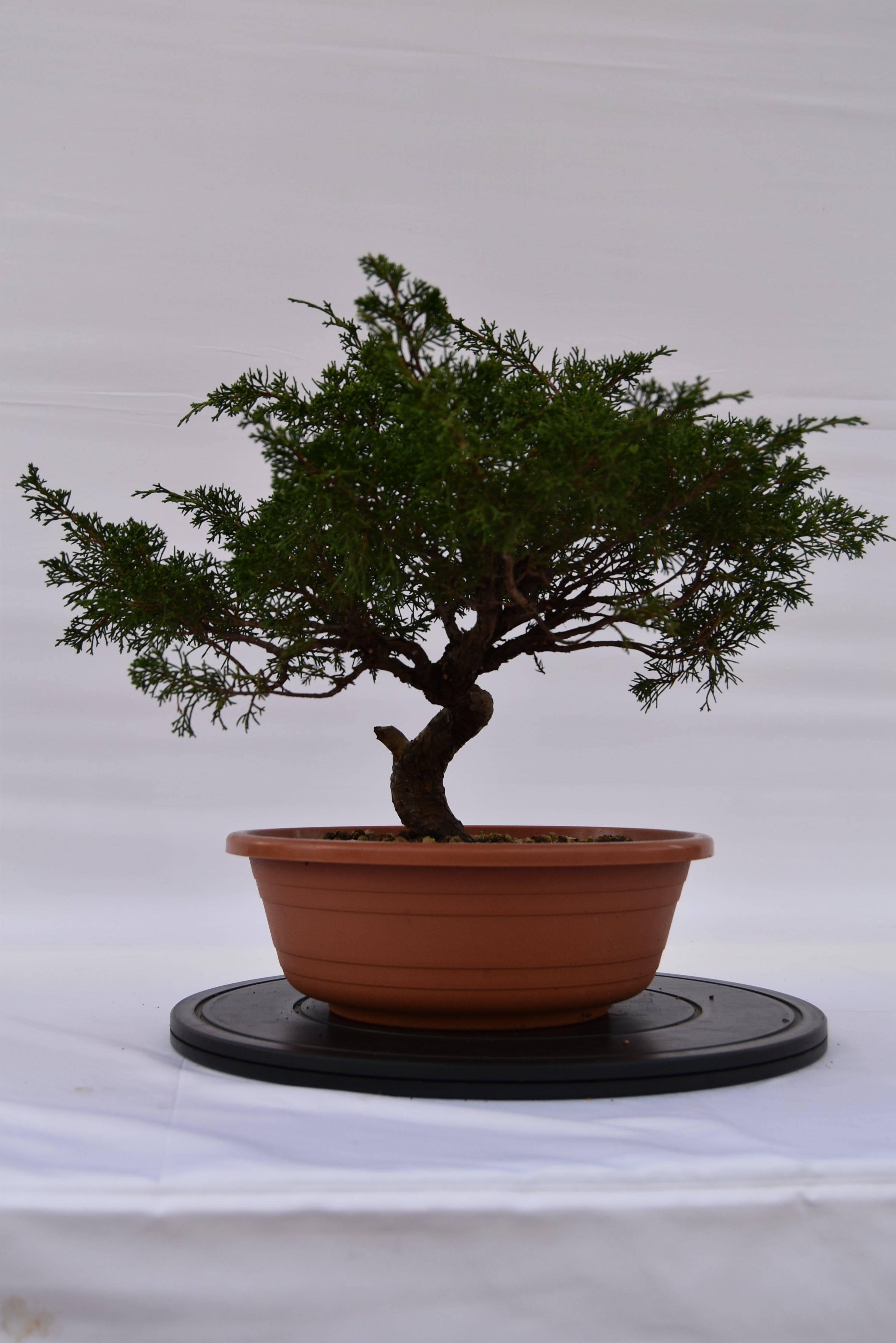 Ginepro Itoigawa € 280 | La Gemma del bonsai