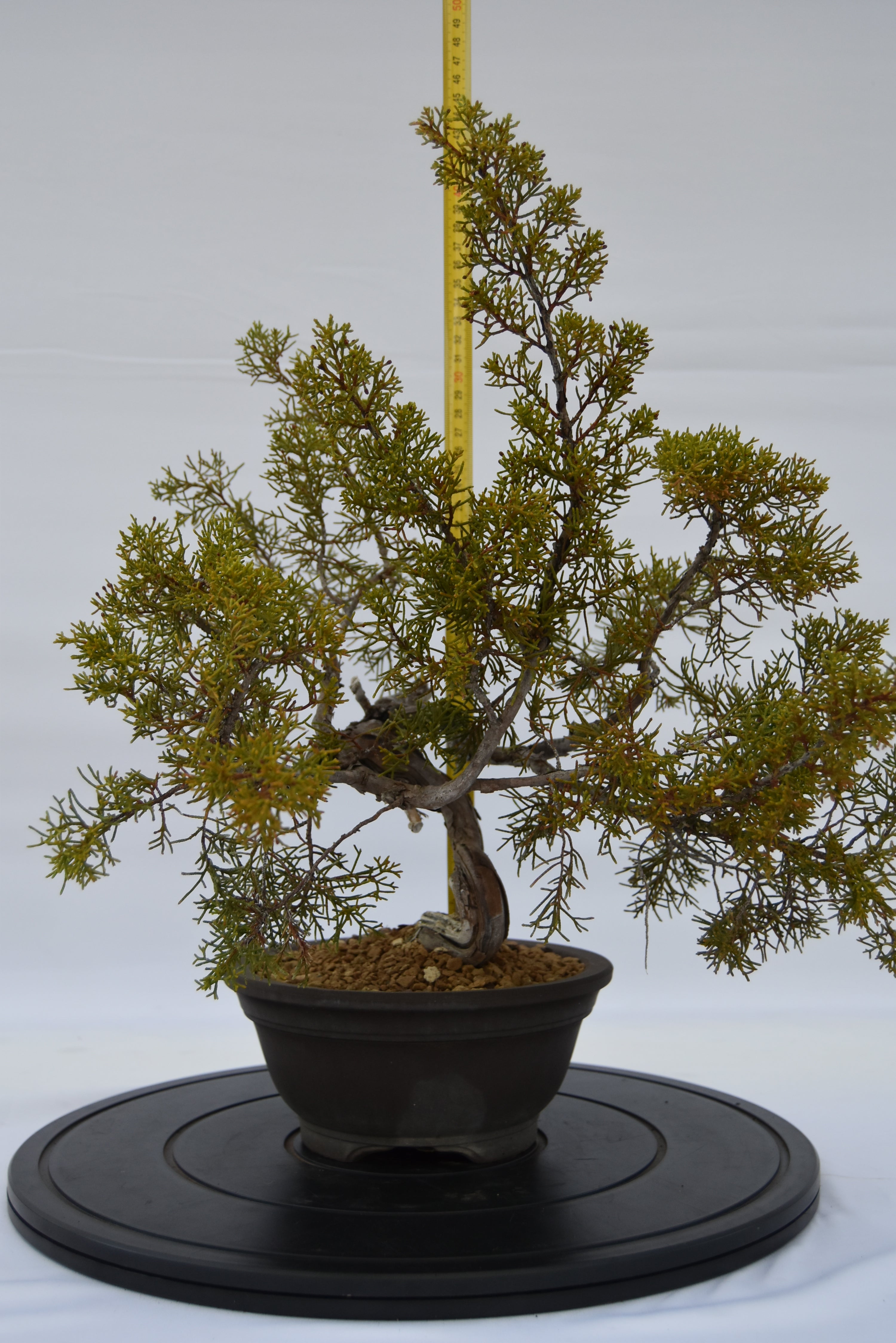 Ginepro Kishu € 320 | La Gemma del bonsai