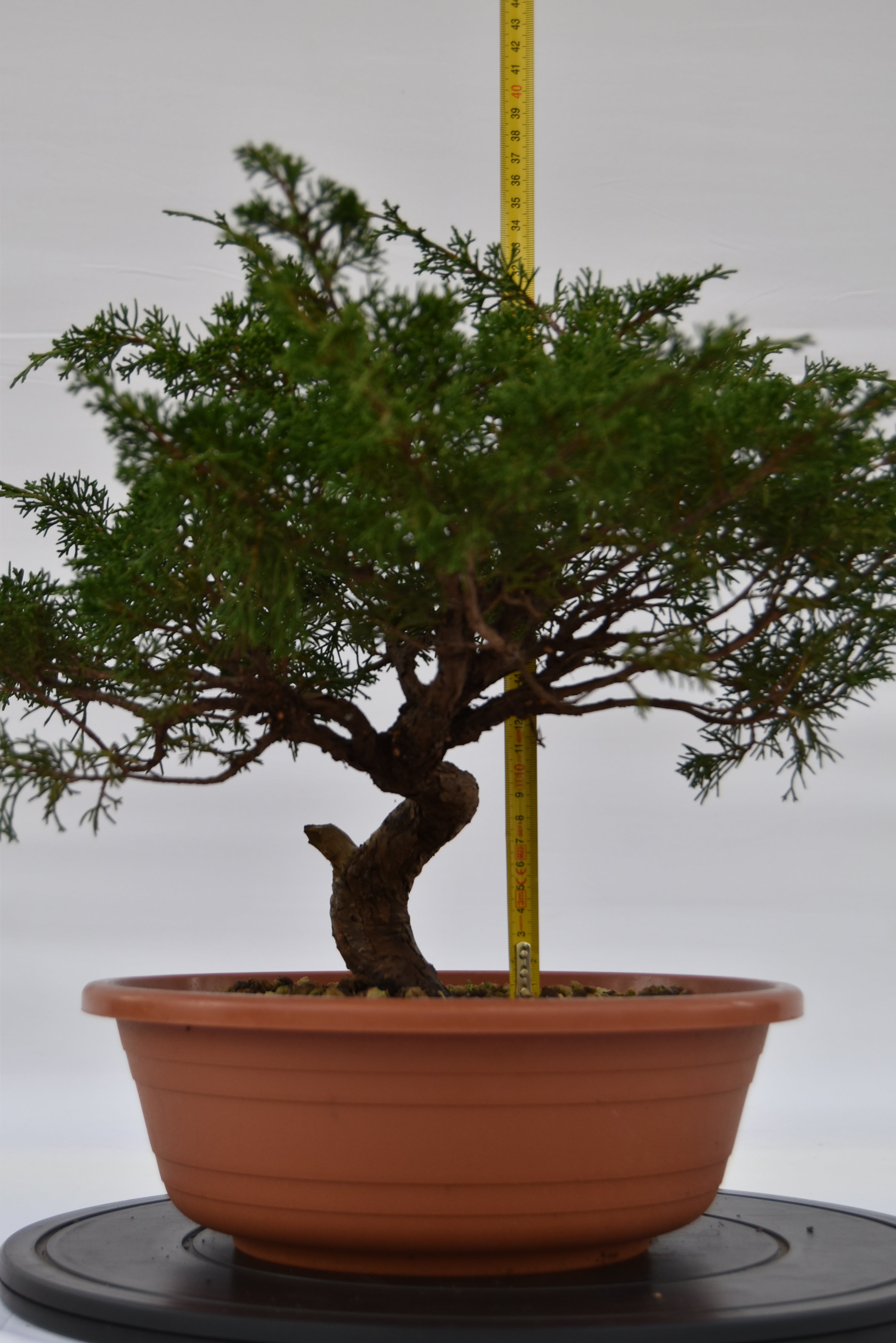 Ginepro Itoigawa € 280 | La Gemma del bonsai