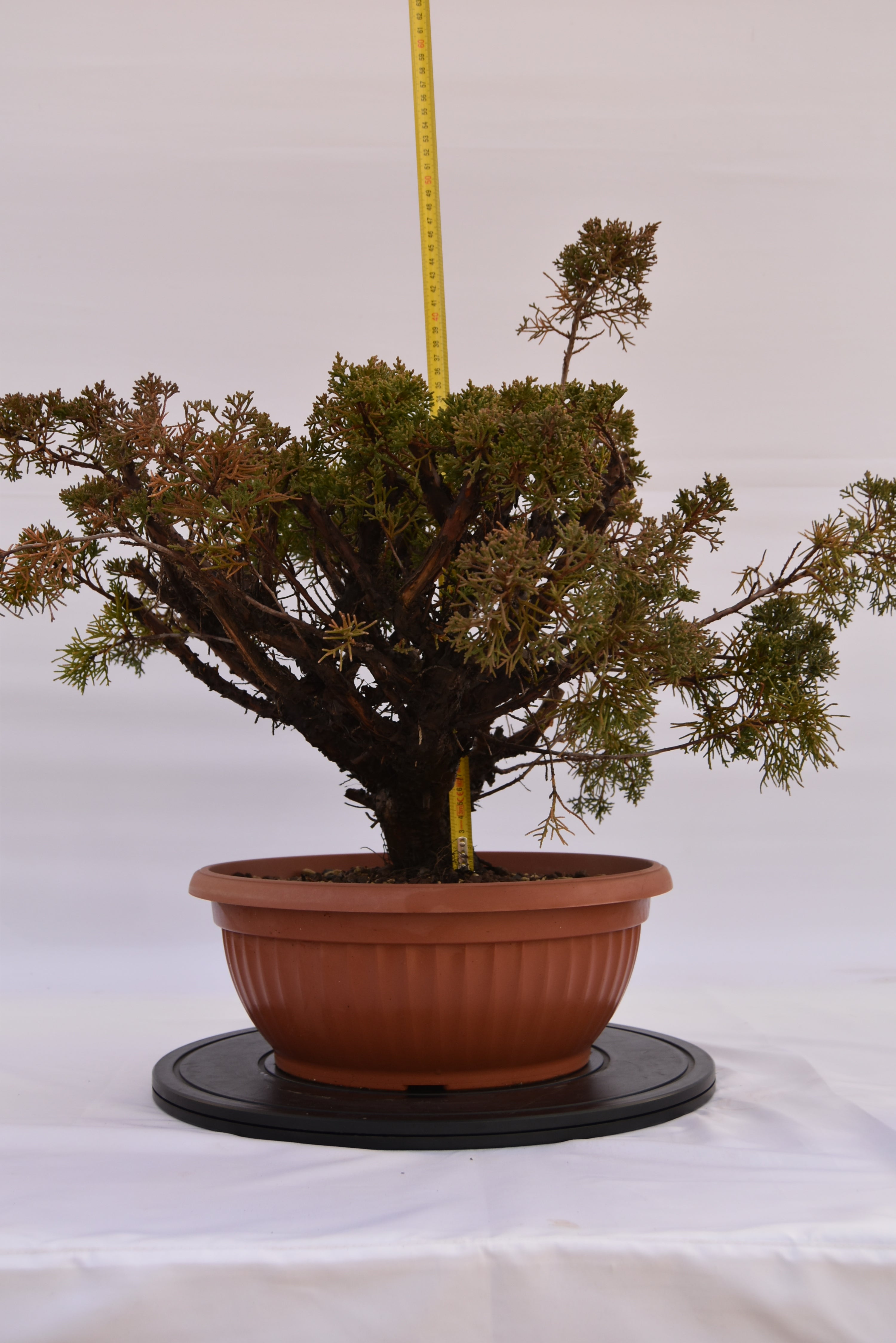 Ginepro Kishu € 380 | La Gemma del bonsai