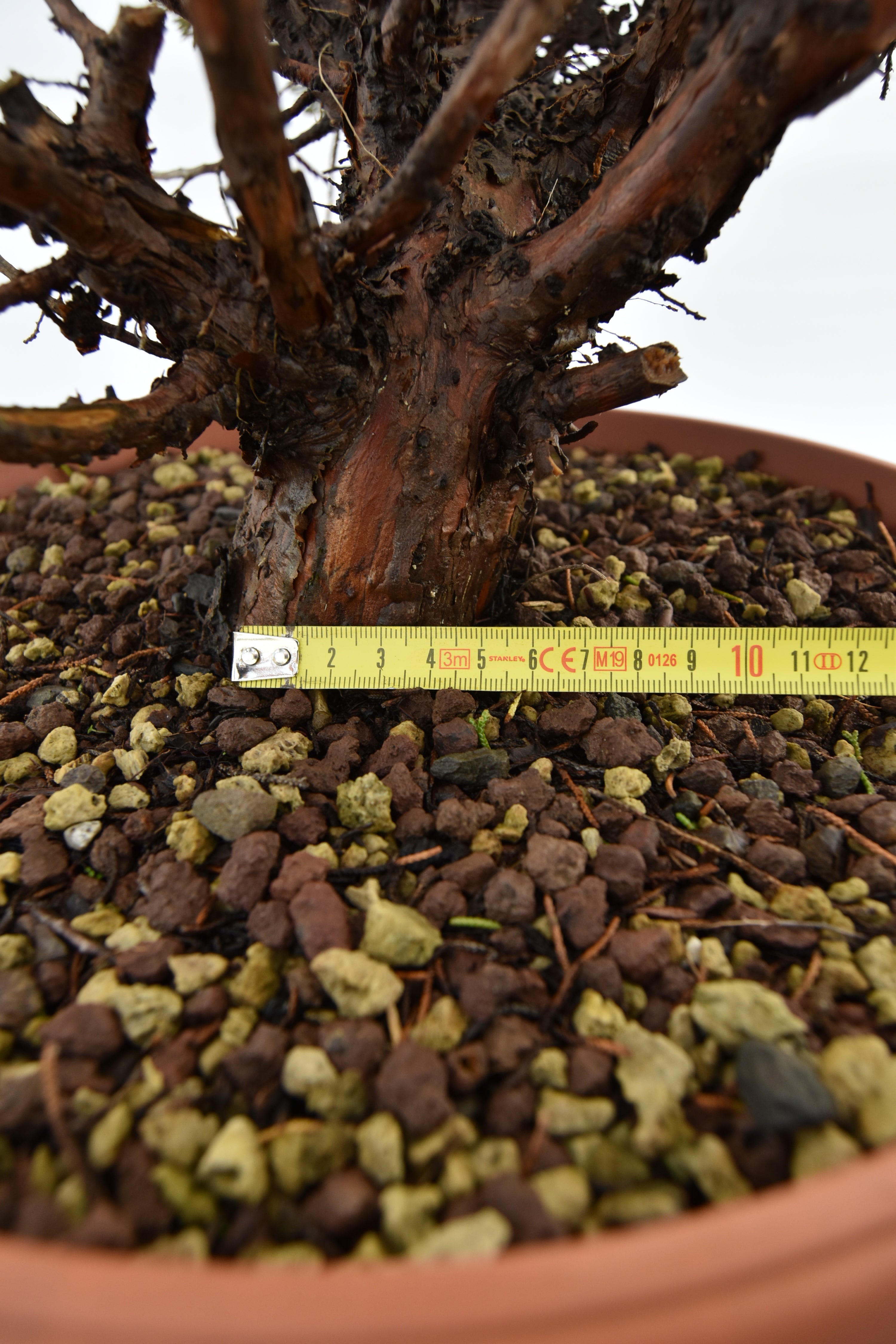 Ginepro Kishu € 380 | La Gemma del bonsai