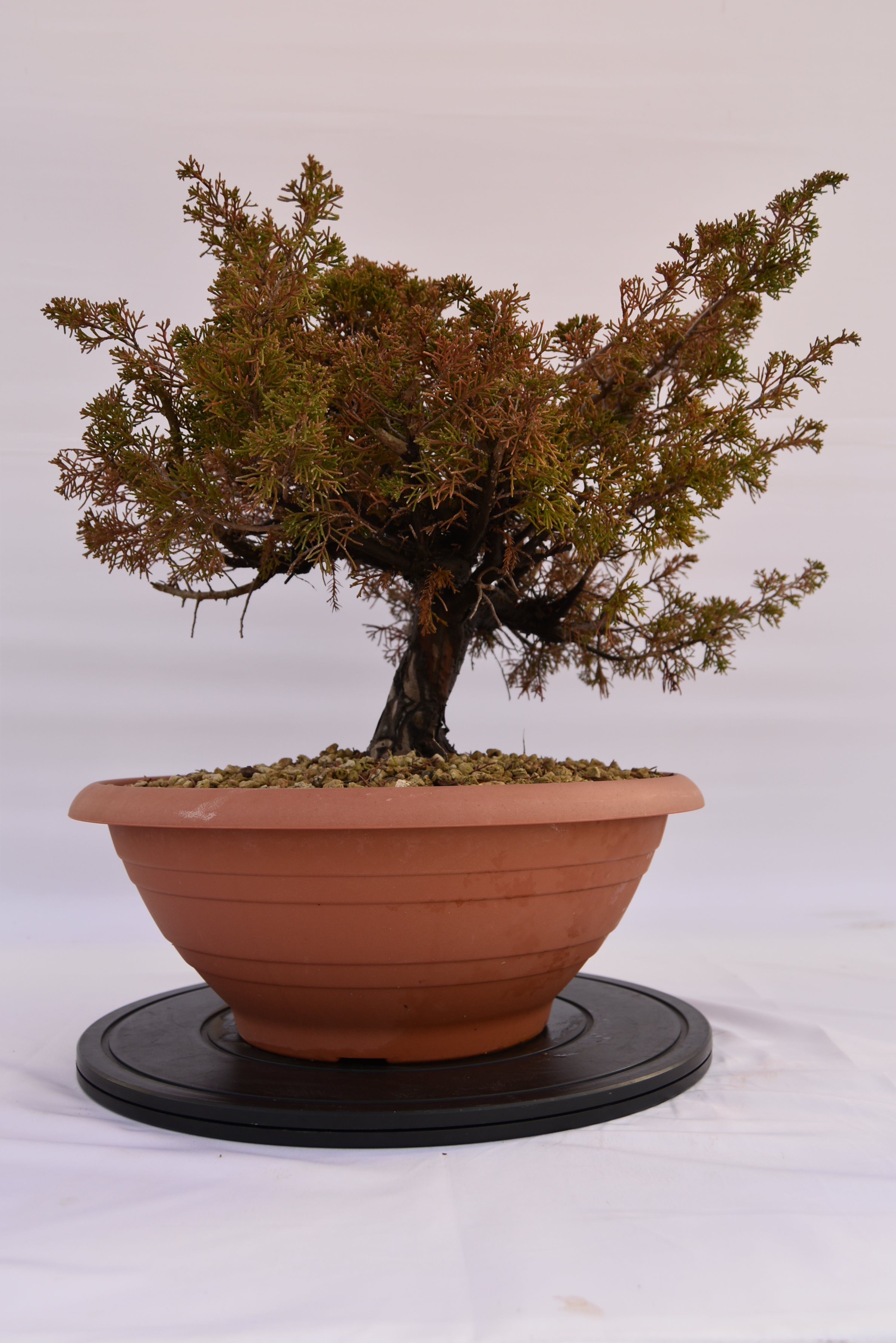 Ginepro Itoigawa € 380 | La Gemma del bonsai