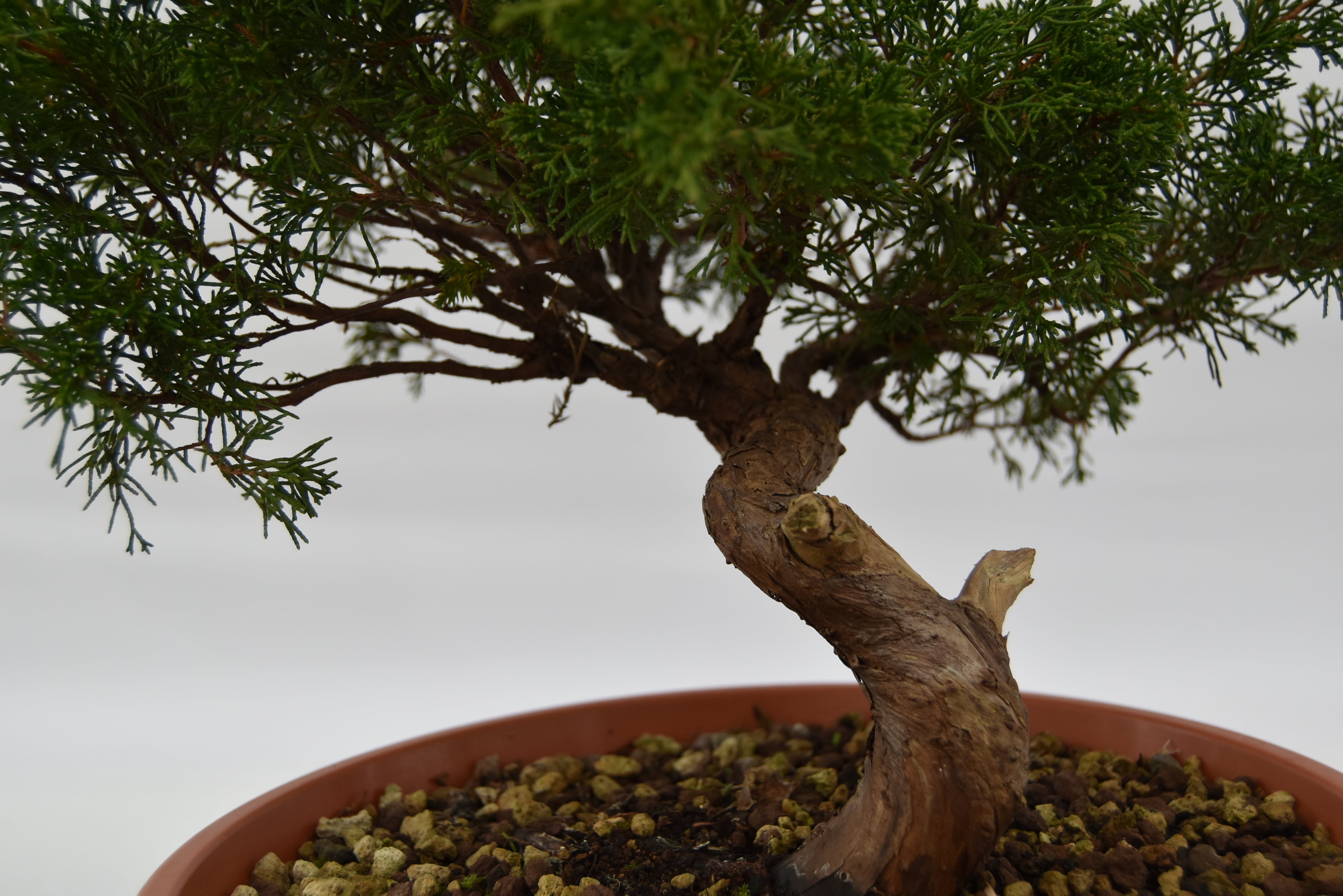 Ginepro Itoigawa € 280 | La Gemma del bonsai