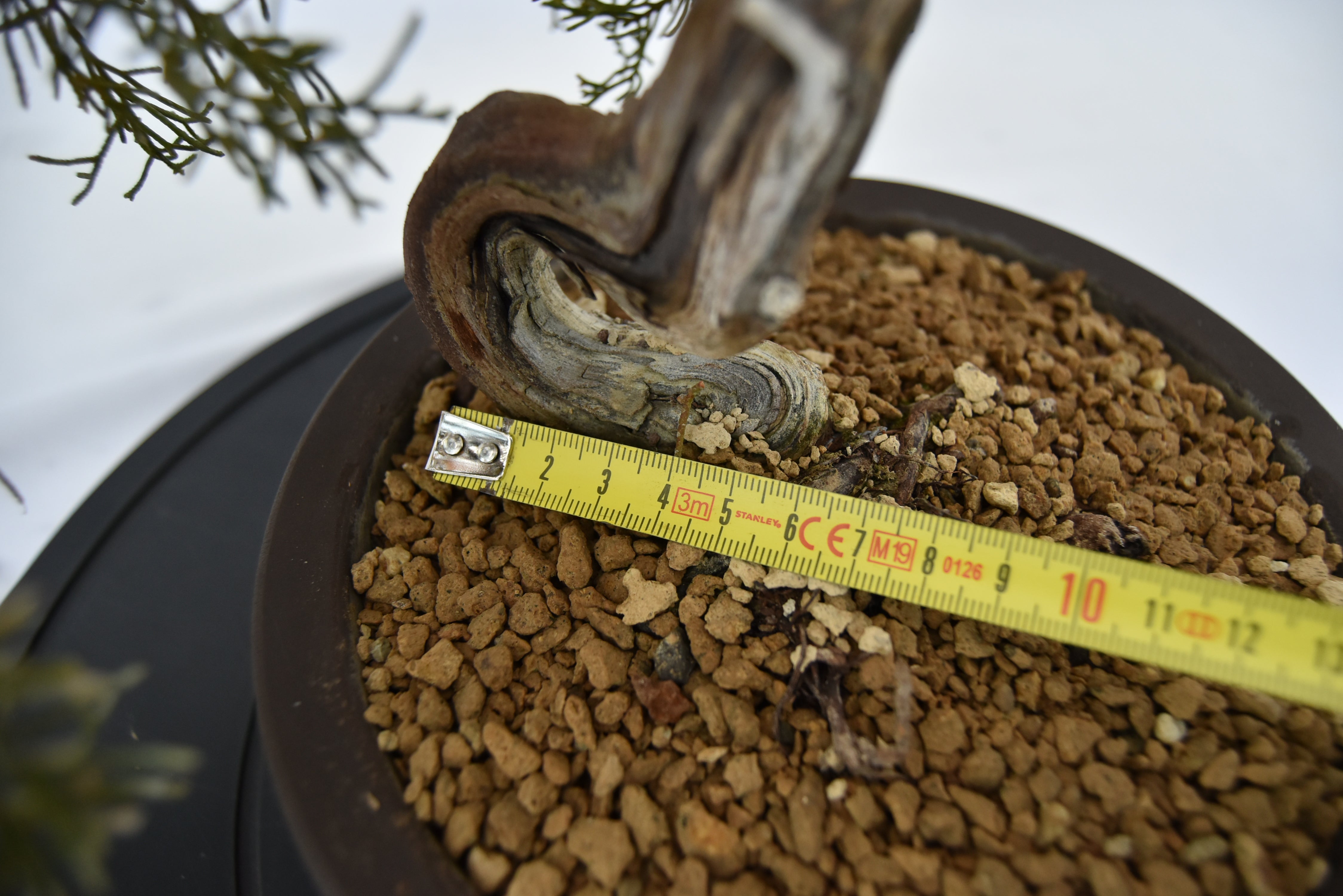 Ginepro Kishu € 320 | La Gemma del bonsai