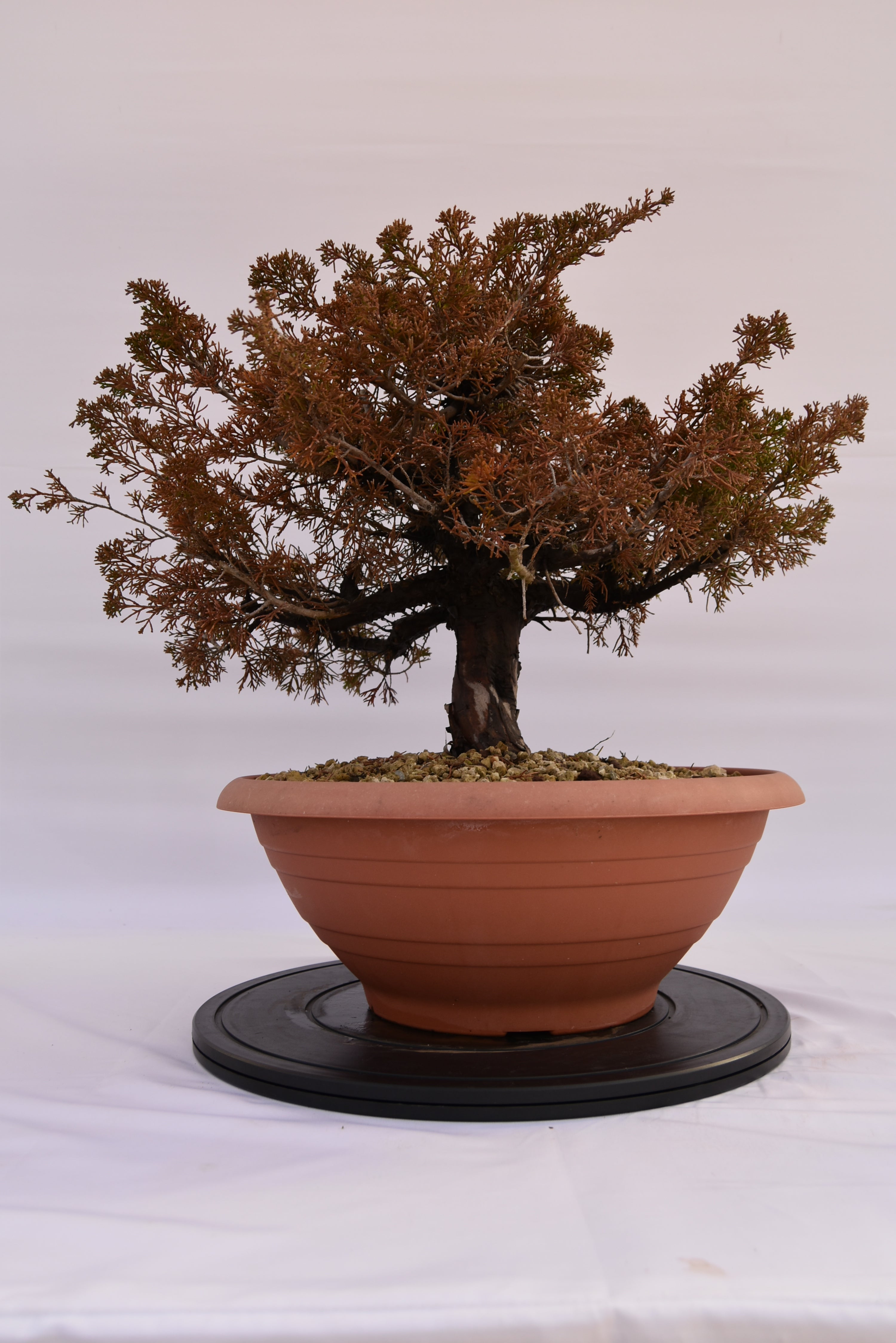 Ginepro Itoigawa € 380 | La Gemma del bonsai