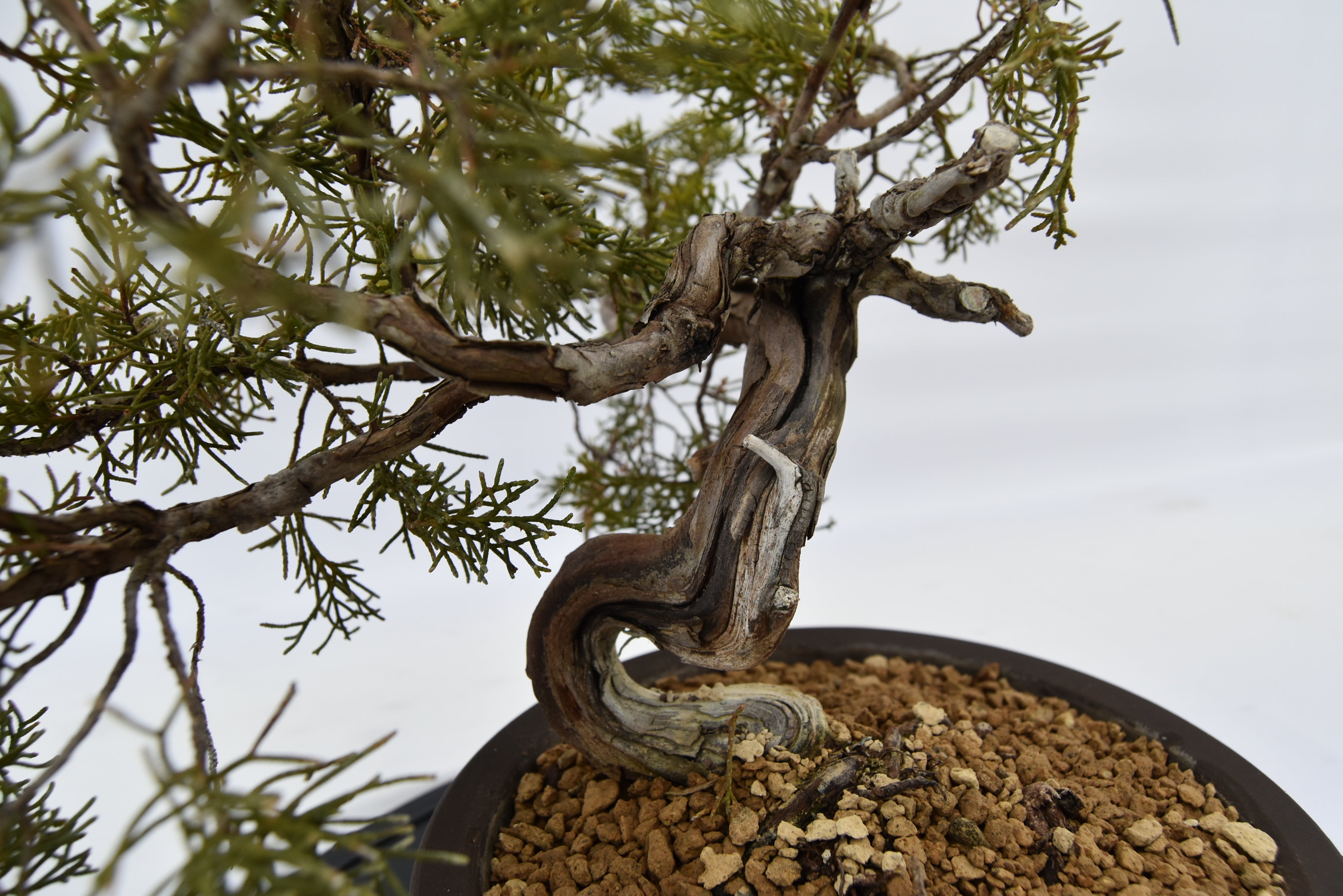 Ginepro Kishu € 320 | La Gemma del bonsai