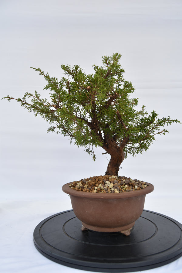 Ginepro Itoigawa € 380 | La Gemma del bonsai