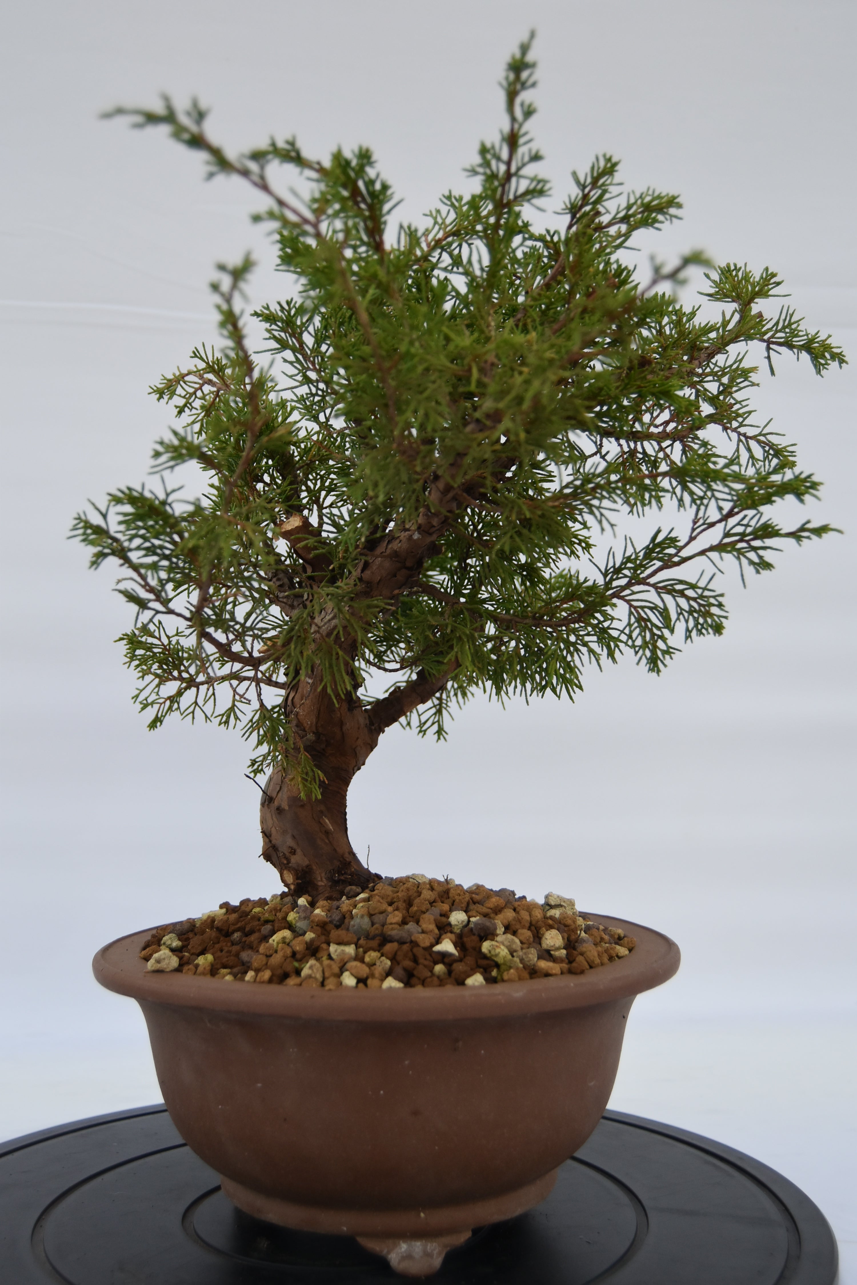 Ginepro Itoigawa € 380 | La Gemma del bonsai