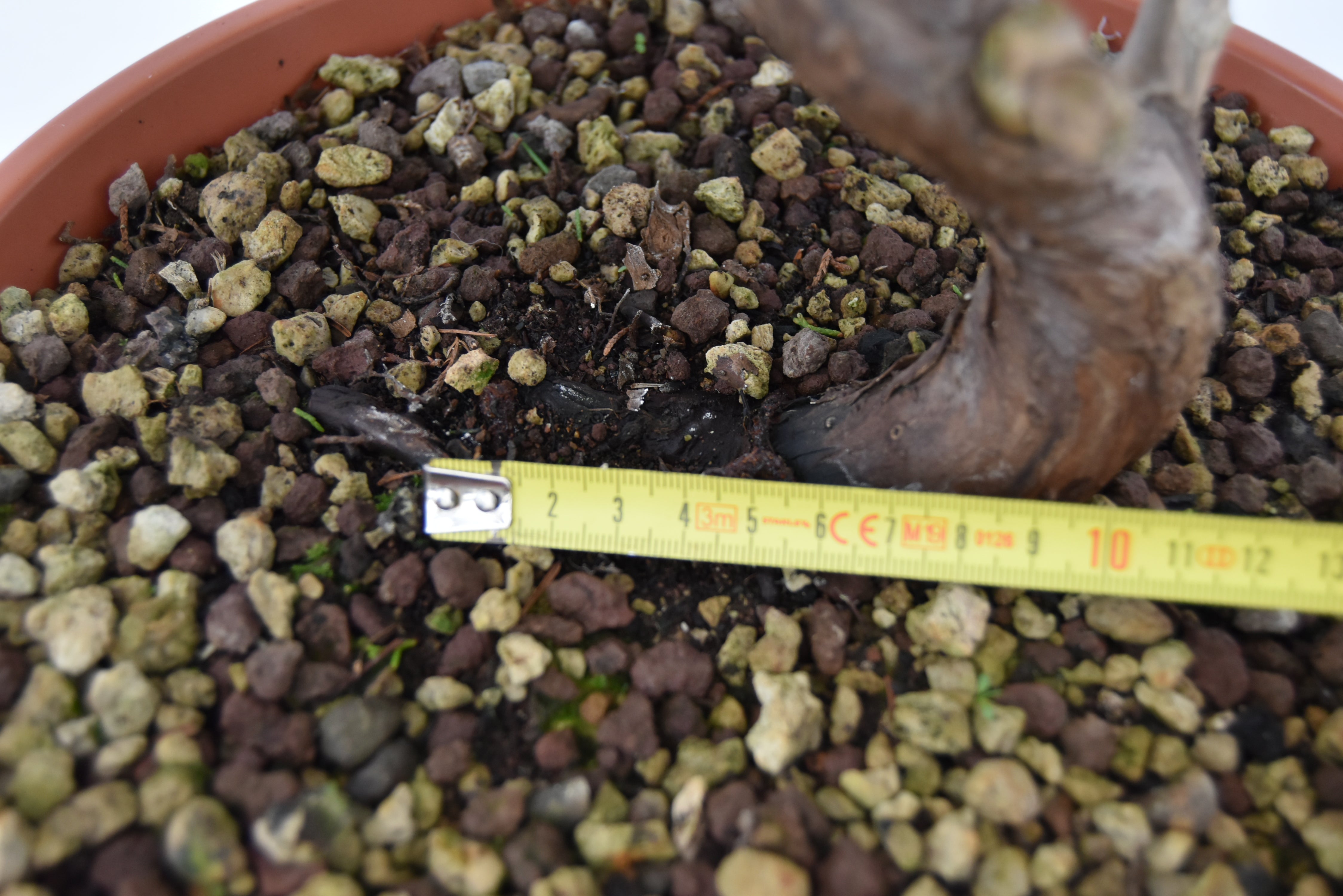 Ginepro Itoigawa € 280 | La Gemma del bonsai