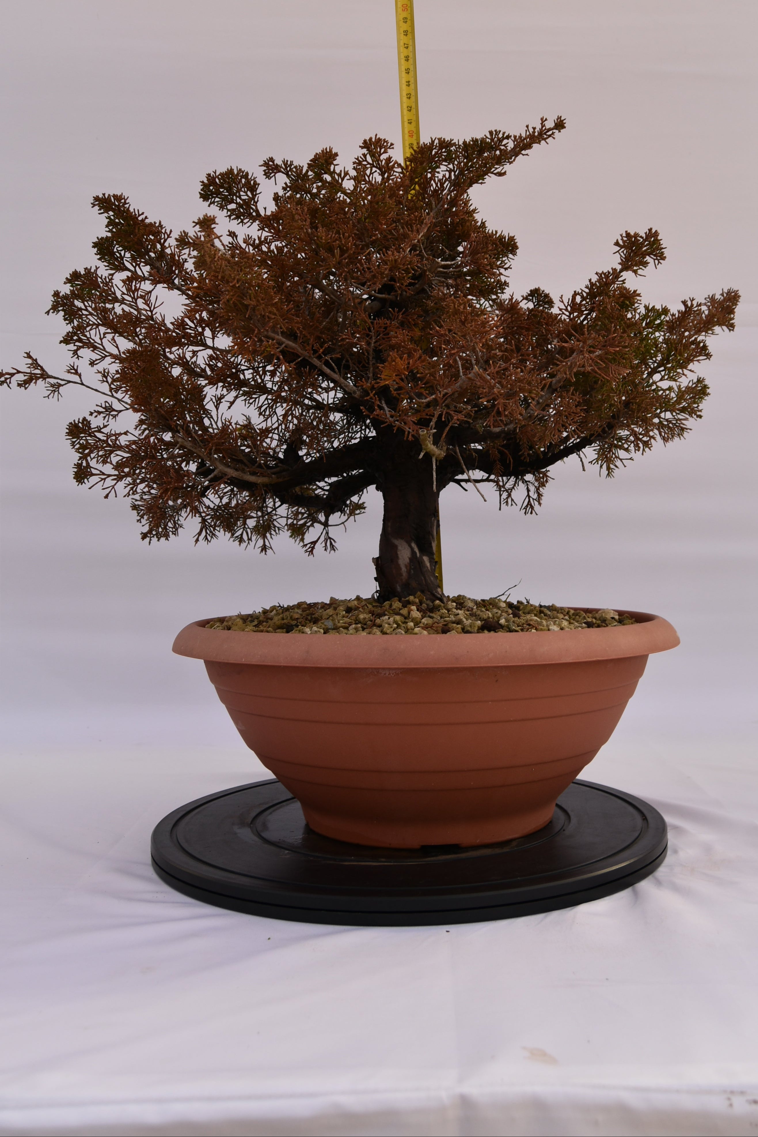 Ginepro Itoigawa € 380 | La Gemma del bonsai