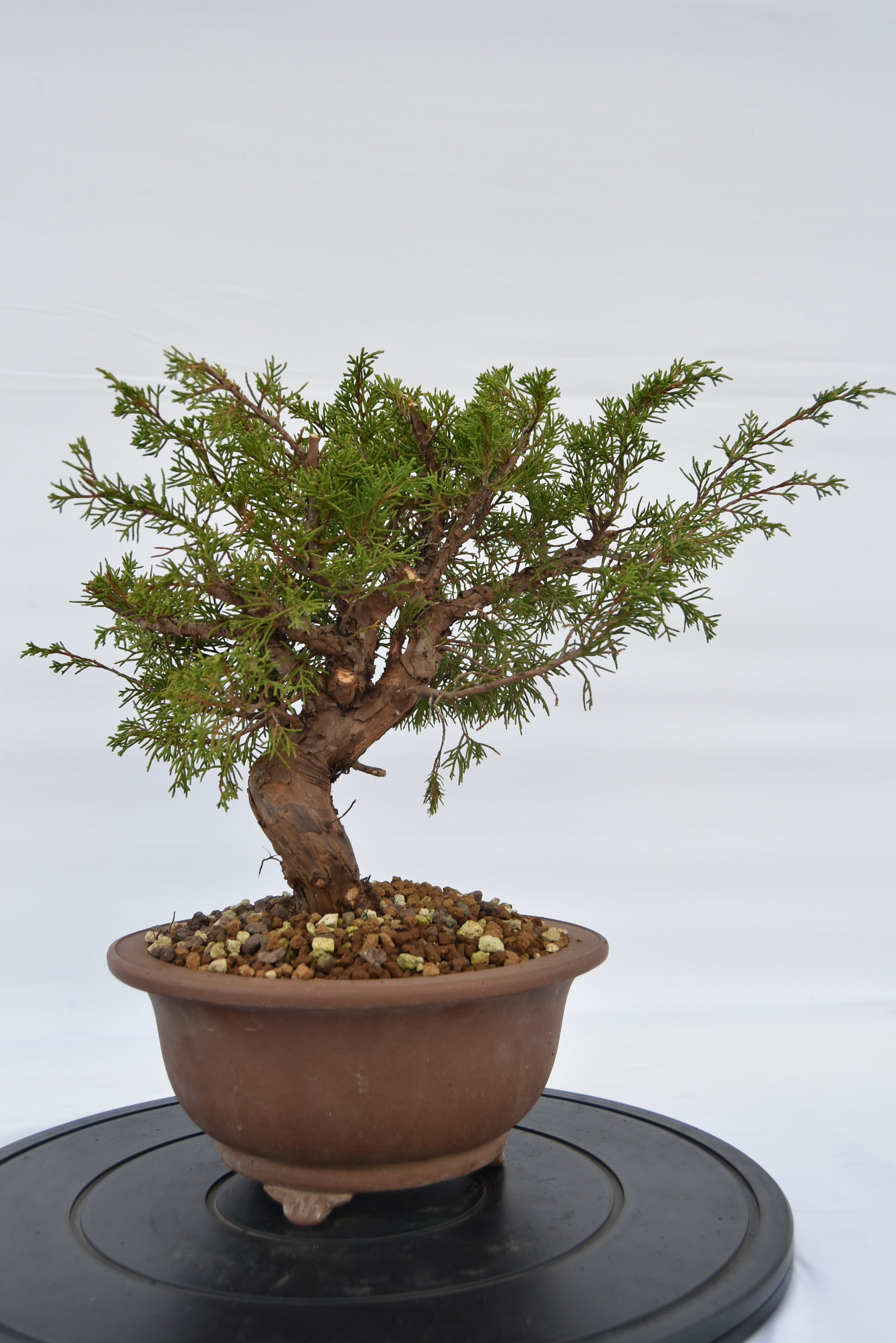 Ginepro Itoigawa € 380 | La Gemma del bonsai