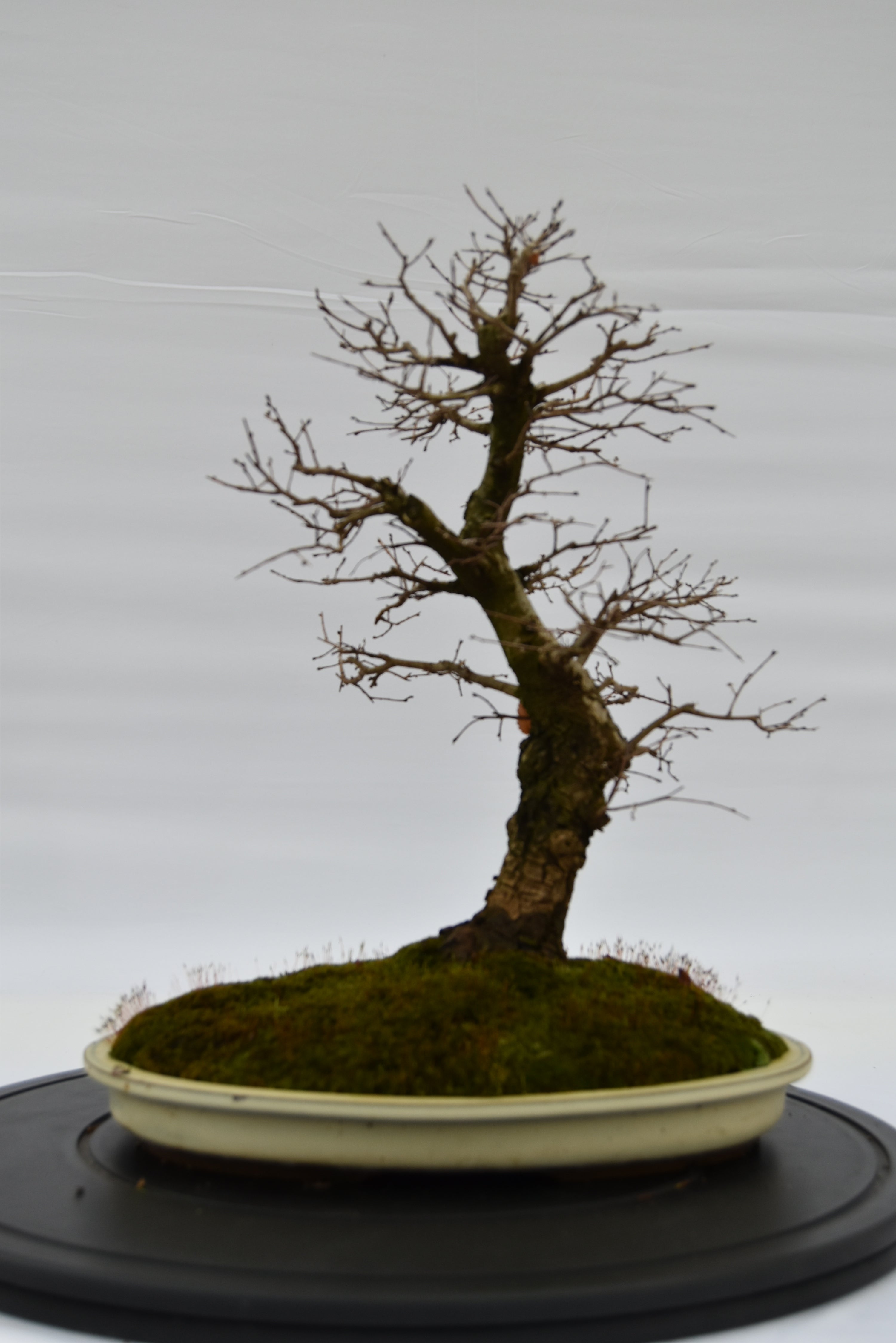 Olmo Campestre € 450 | La Gemma del bonsai