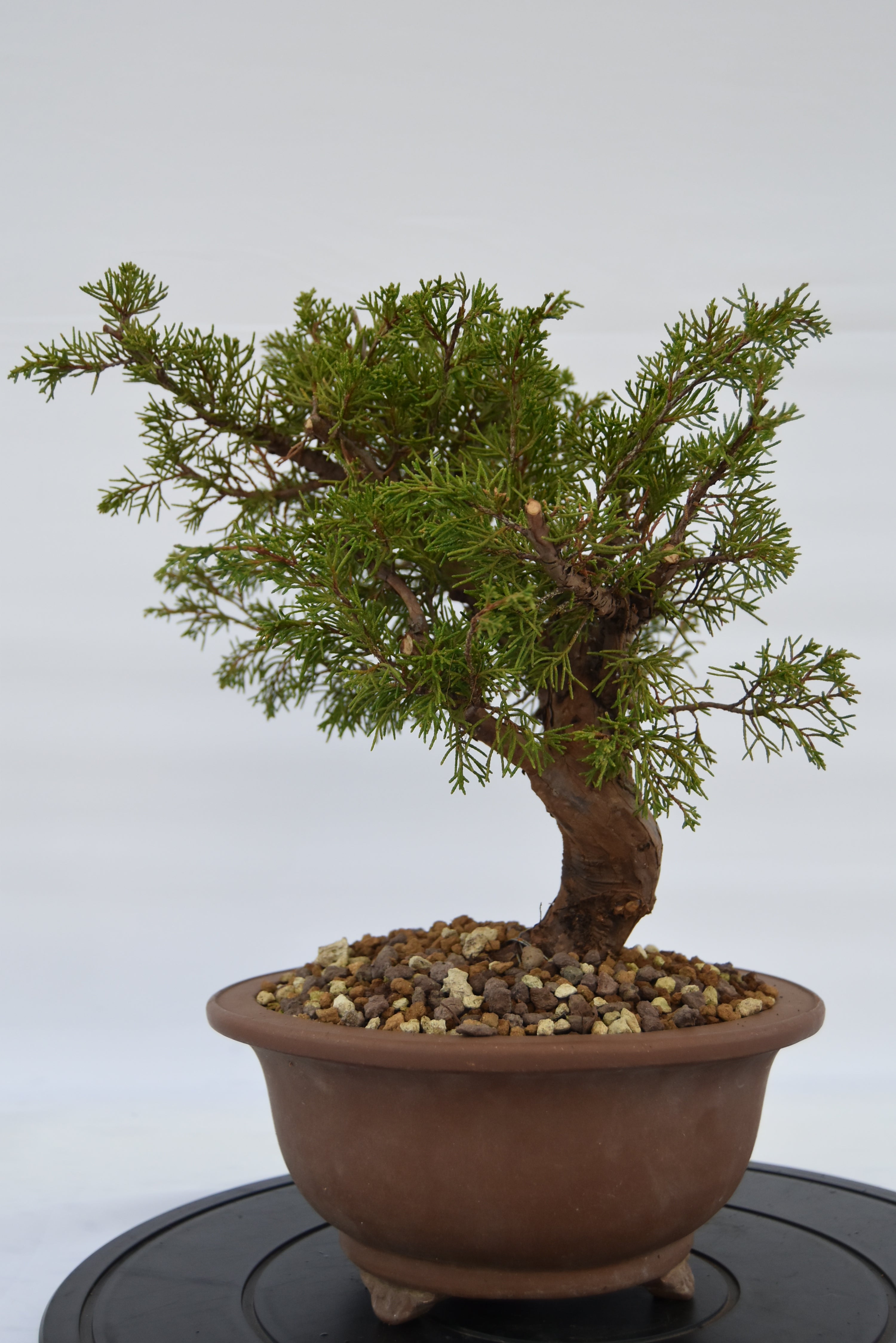 Ginepro Itoigawa € 380 | La Gemma del bonsai