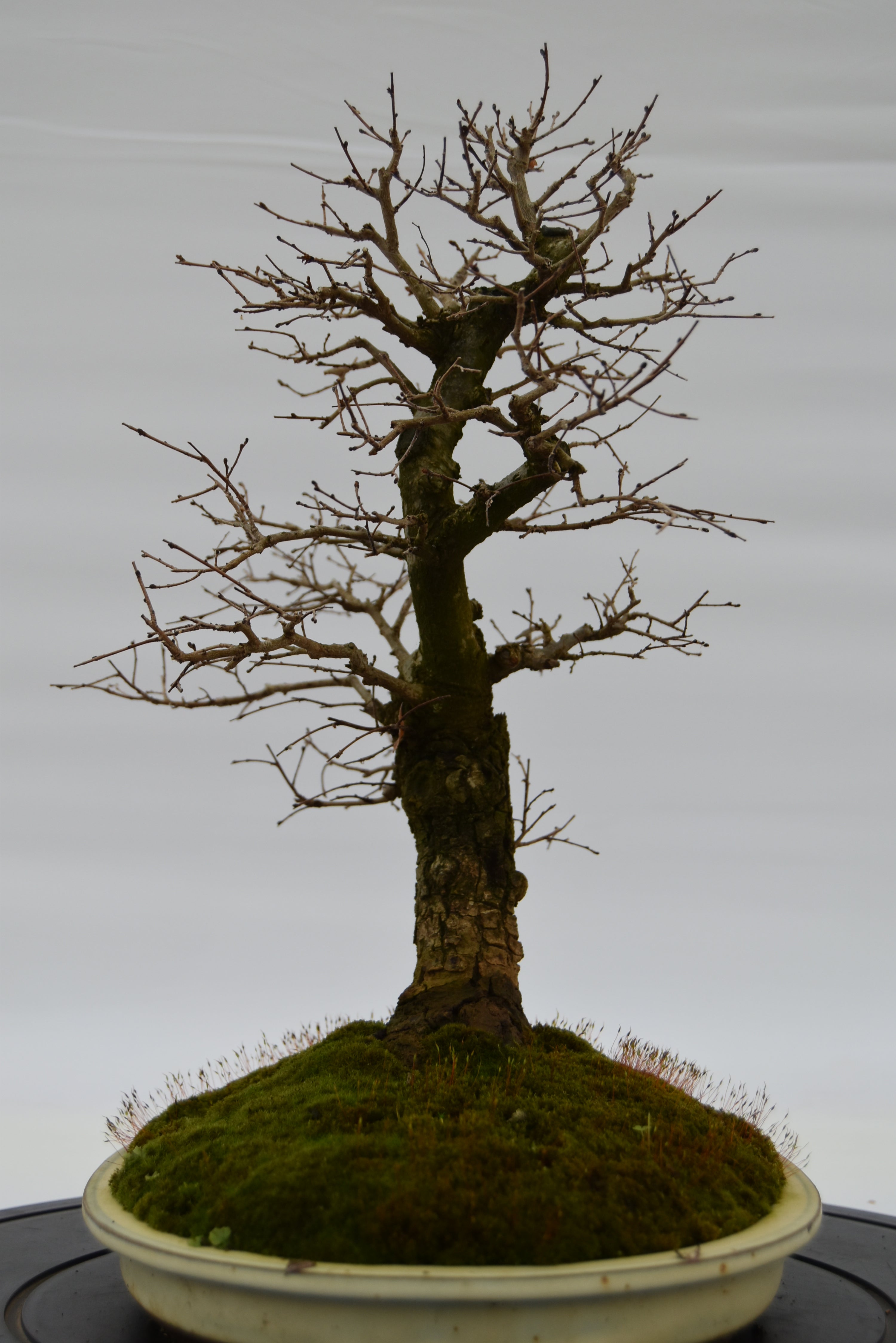 Olmo Campestre € 450 | La Gemma del bonsai