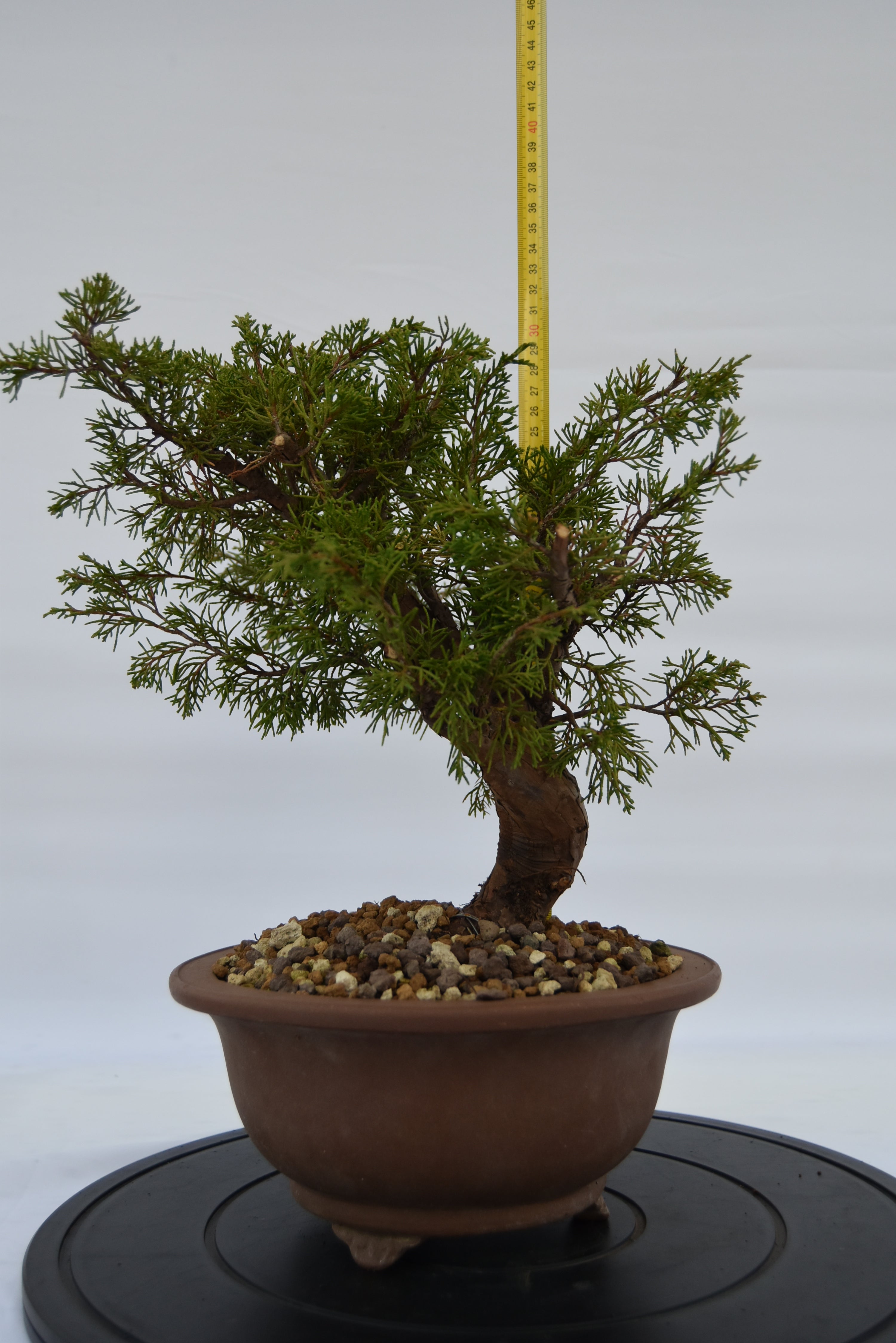 Ginepro Itoigawa € 380 | La Gemma del bonsai